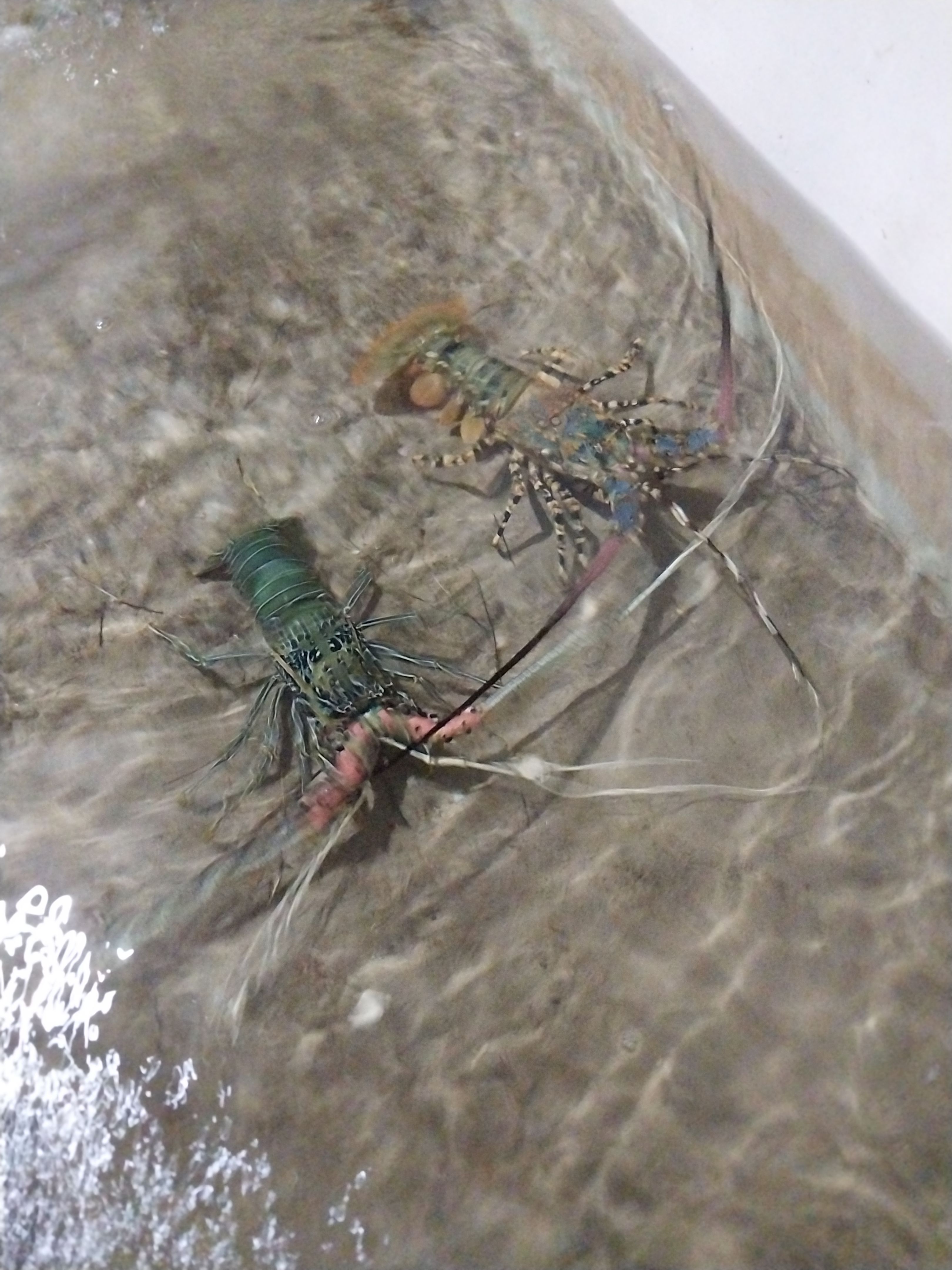 Spiny sea lobsters in the pond