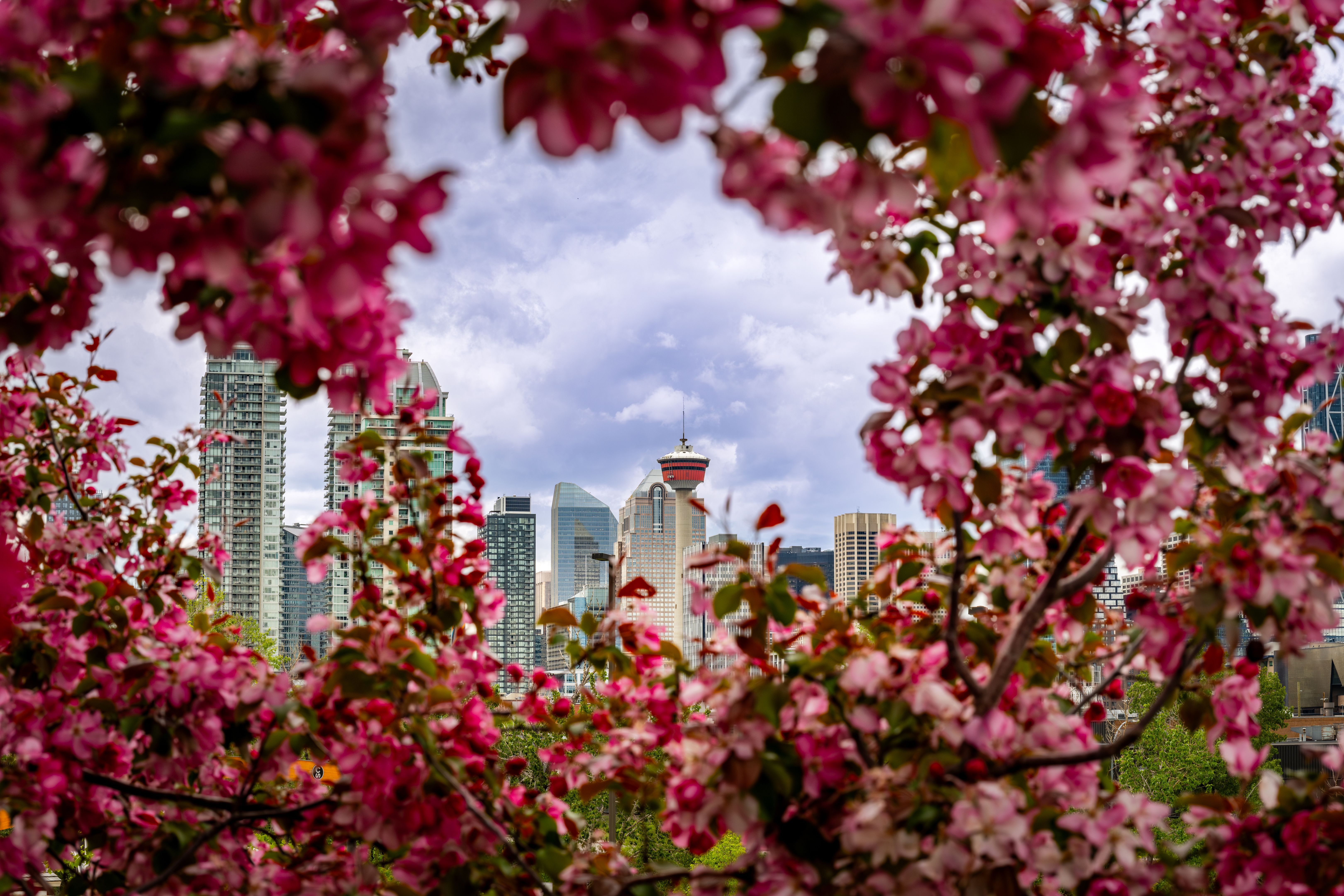 spring flowers Calgary