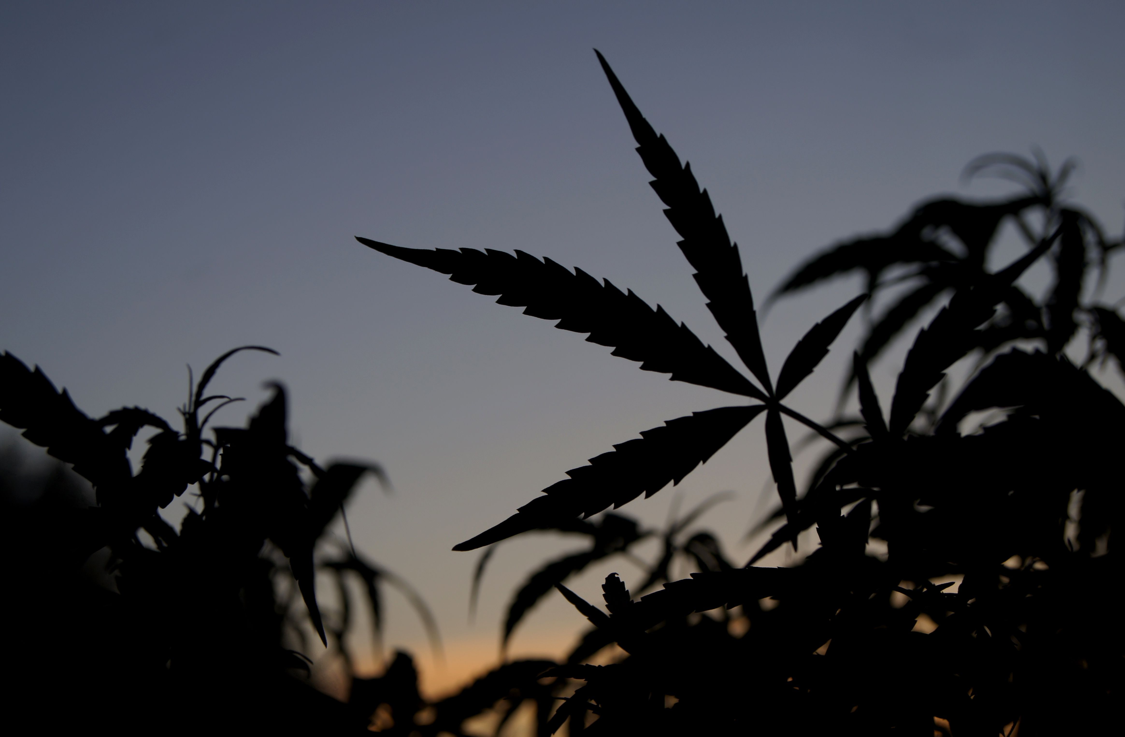 massachusetts cannabis