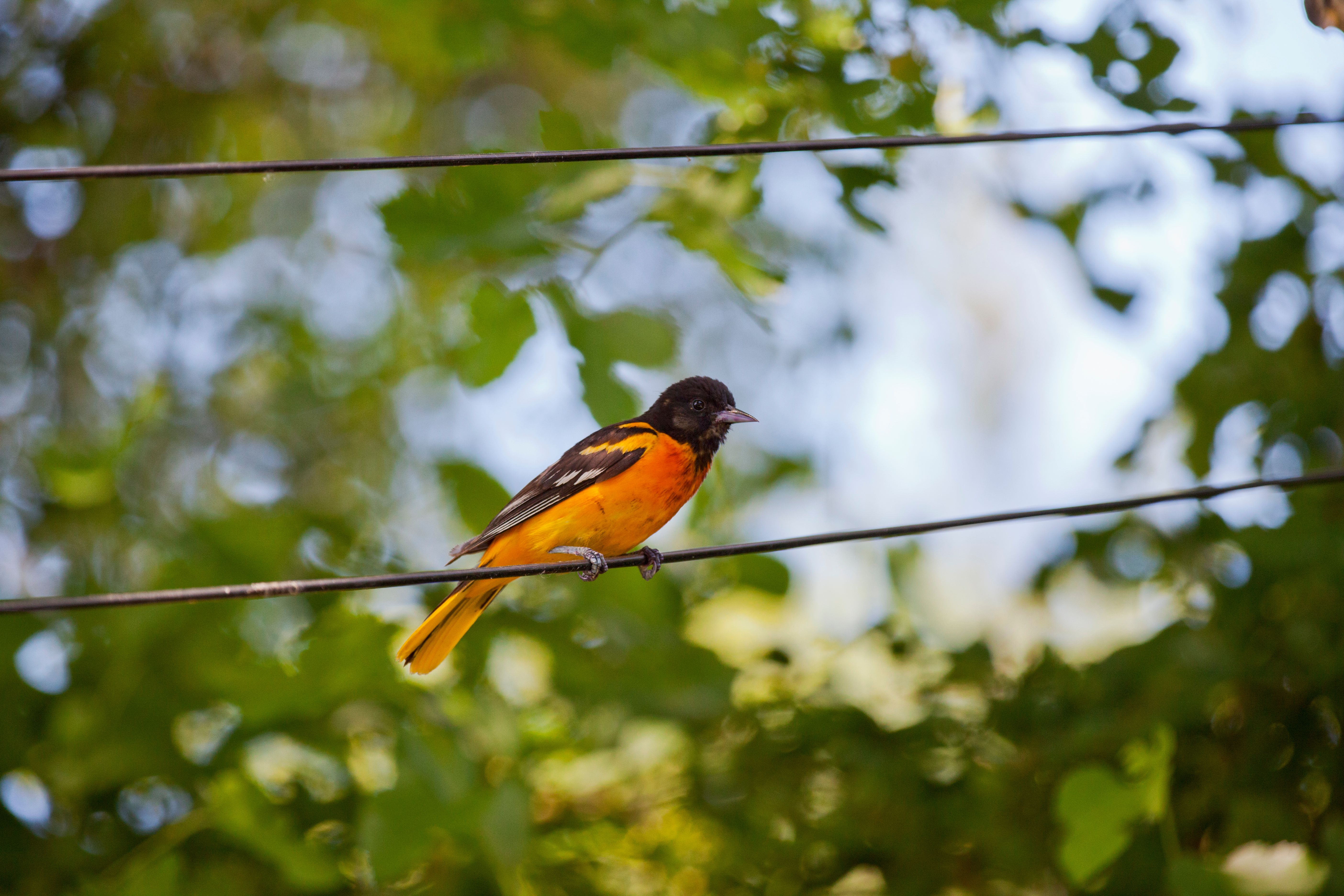 car detailing baltimore