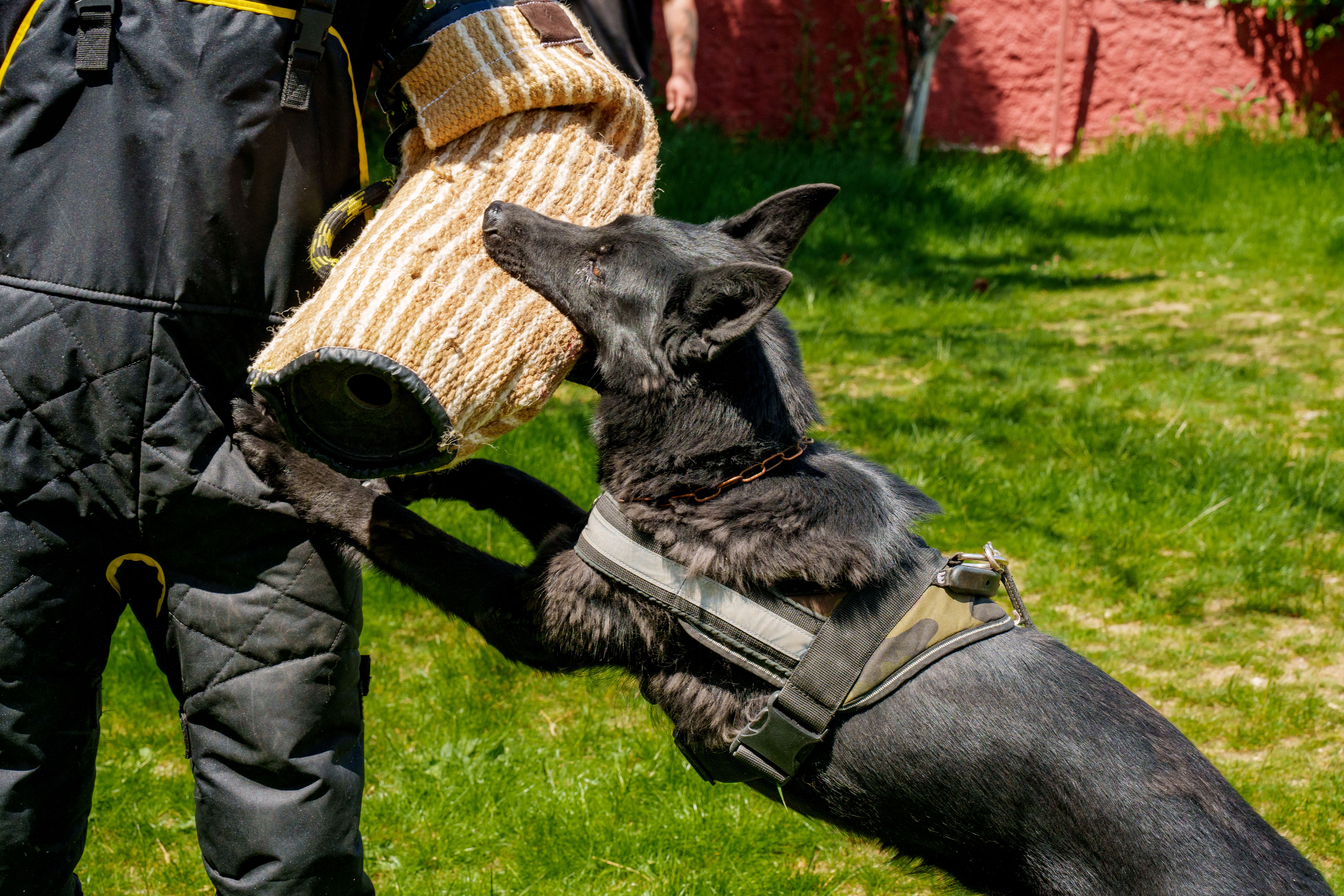 Trained dog doing defence and biting work with dog handler