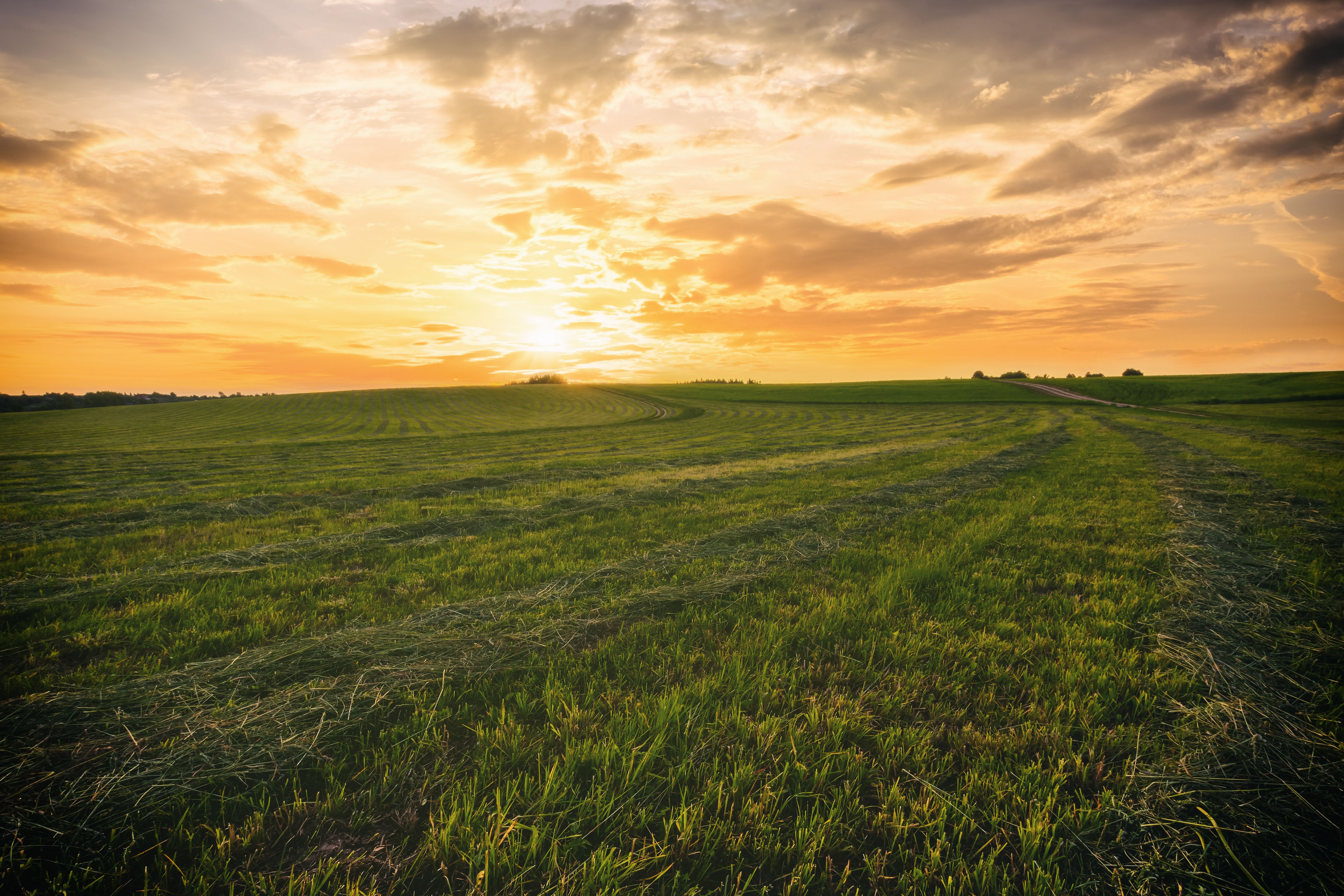 farm field