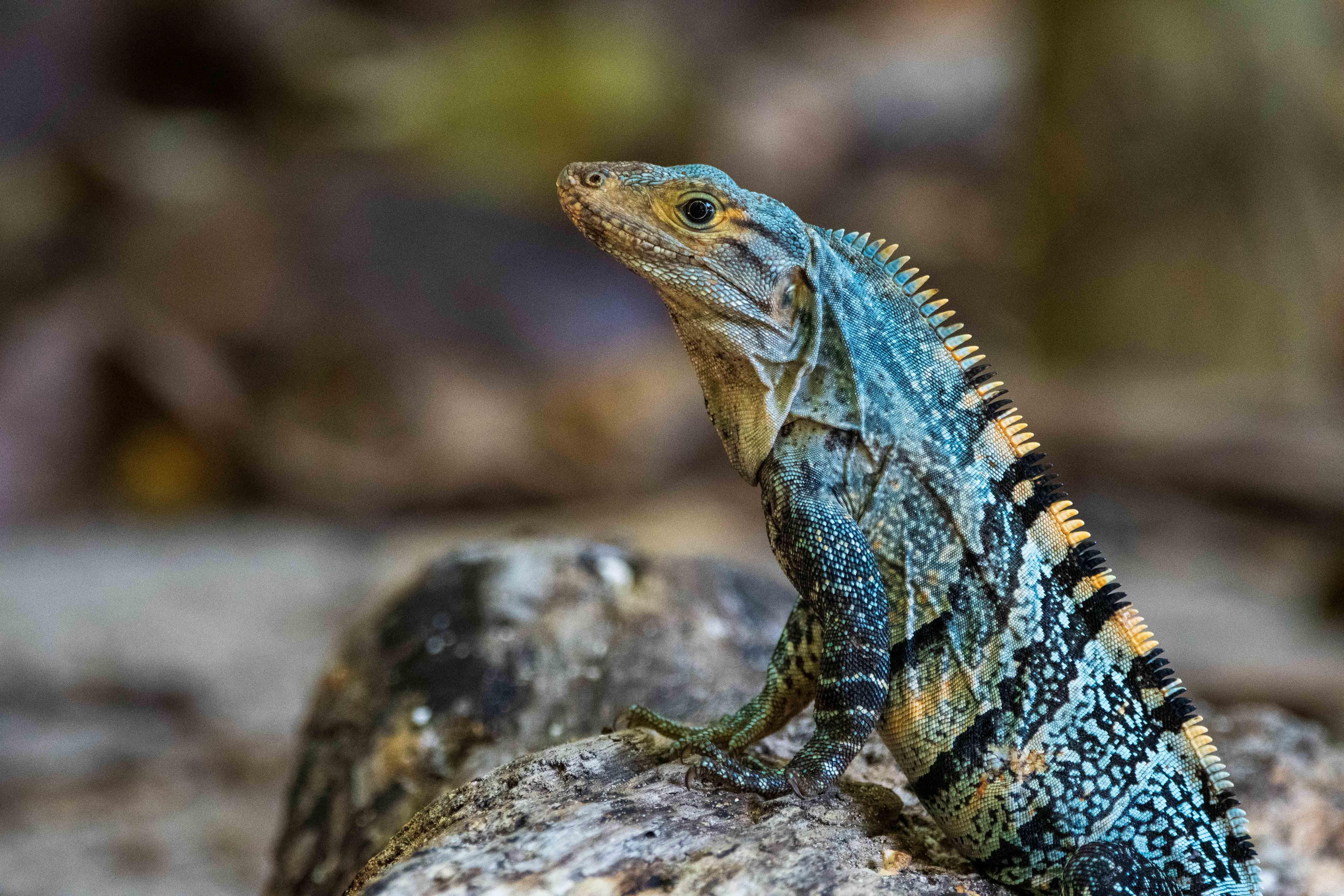 manuel antonio beach