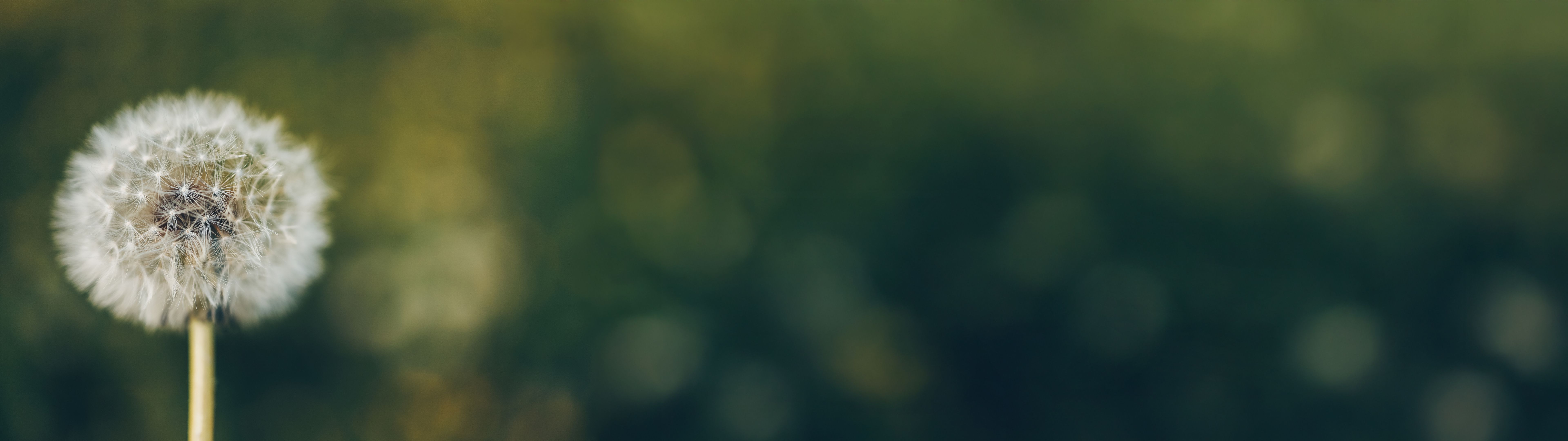 minimalist web design