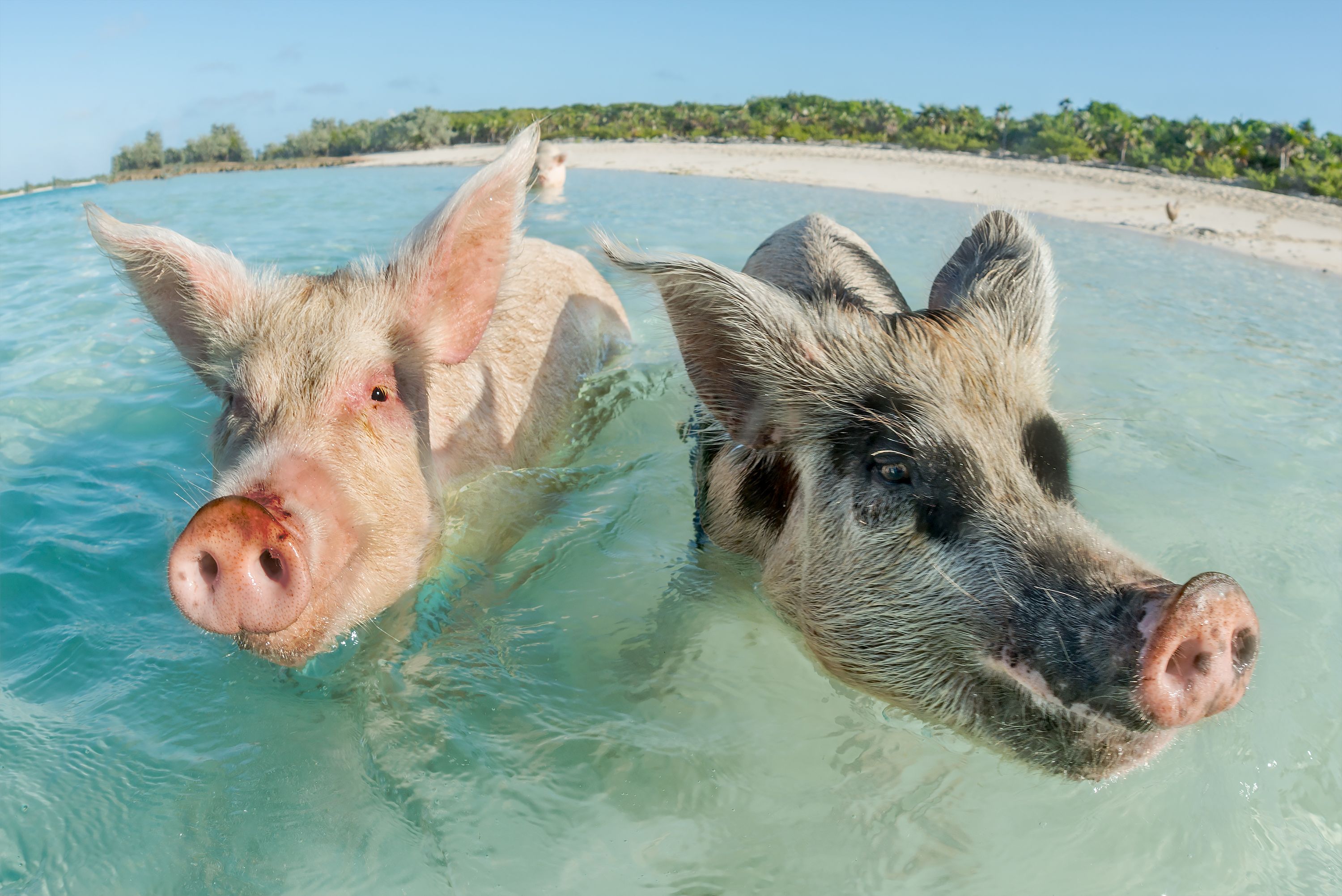 swimming pigs