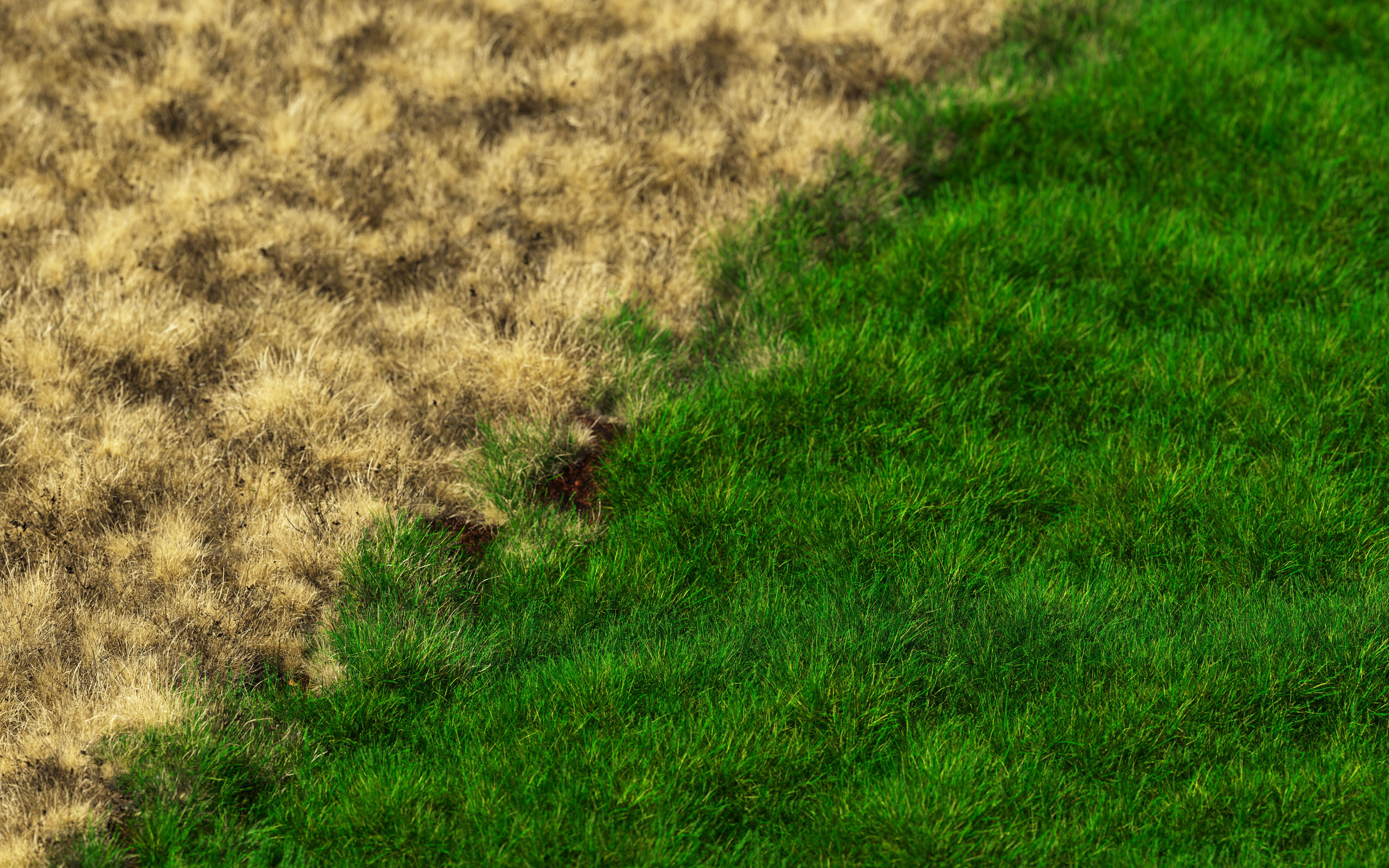 commercial landscape grass