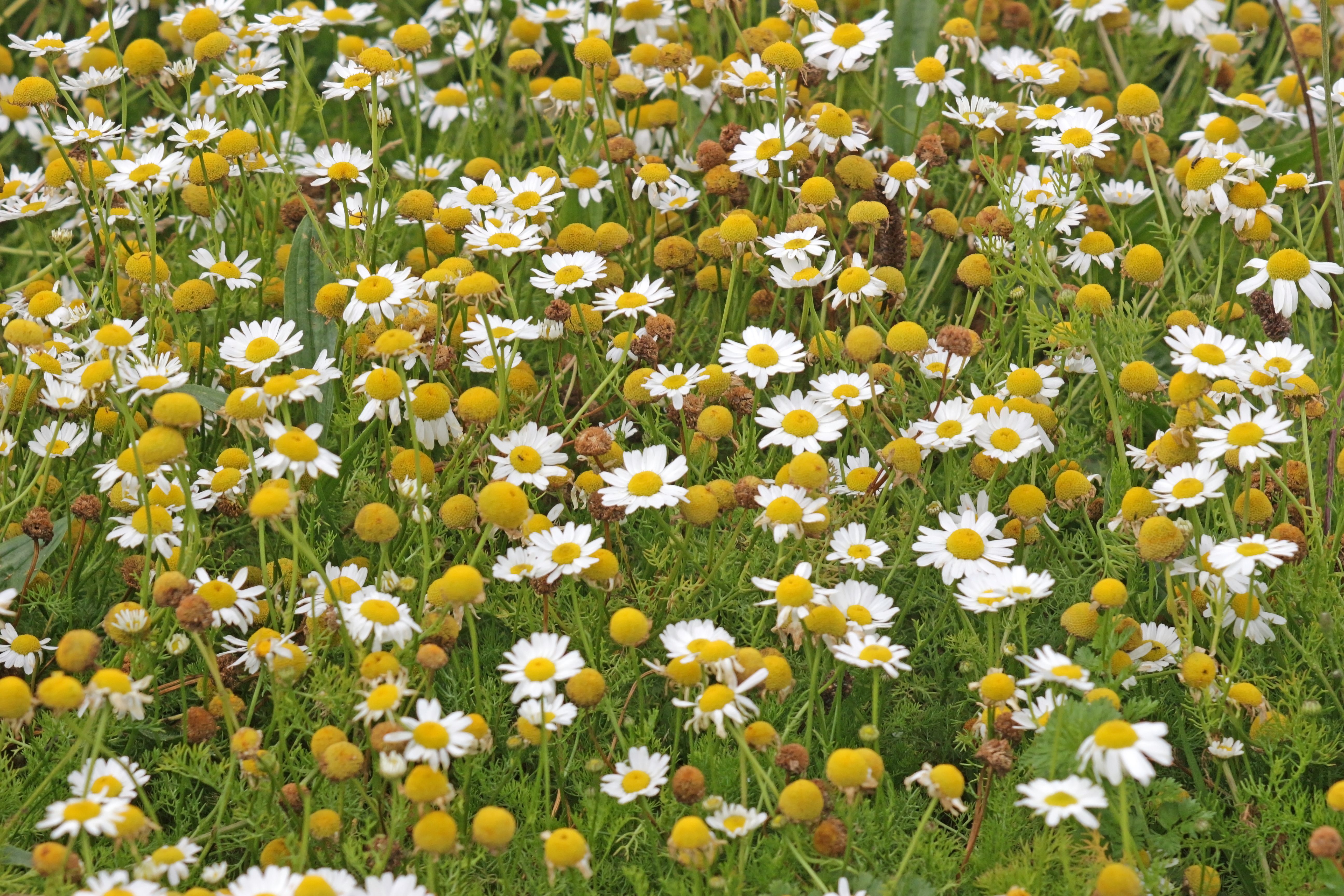 Daisy flowers meadow above view