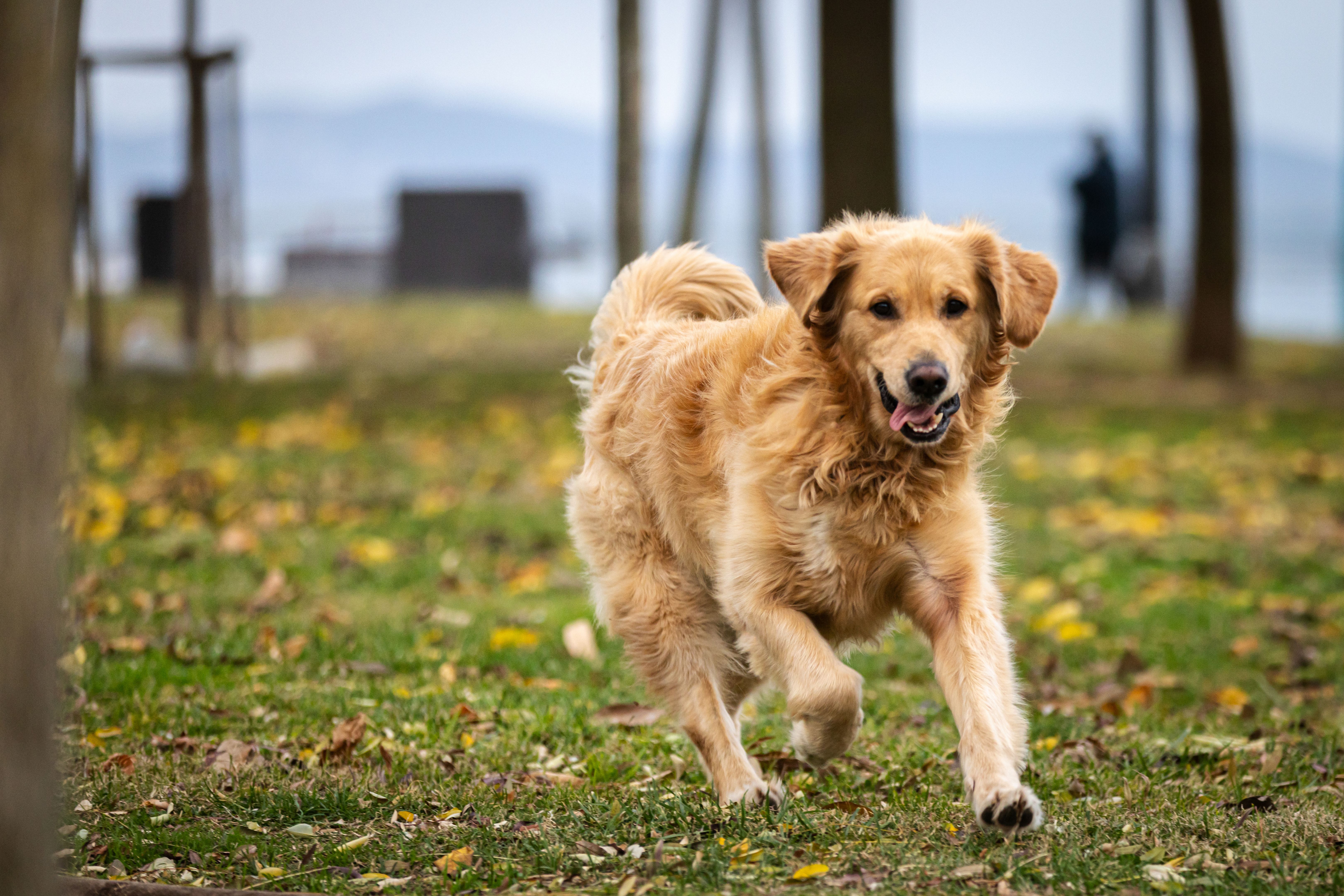 dog running