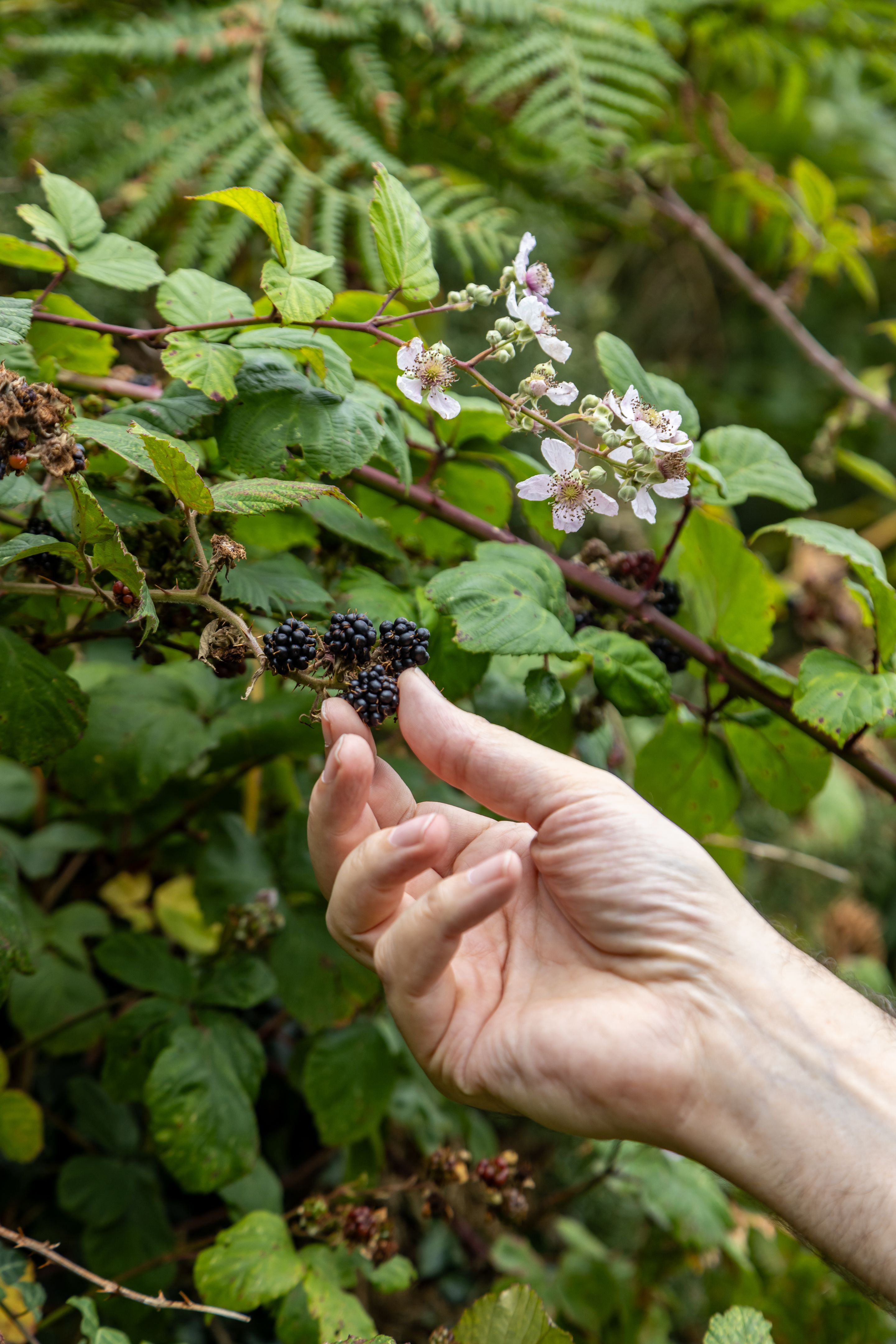 foraging berries