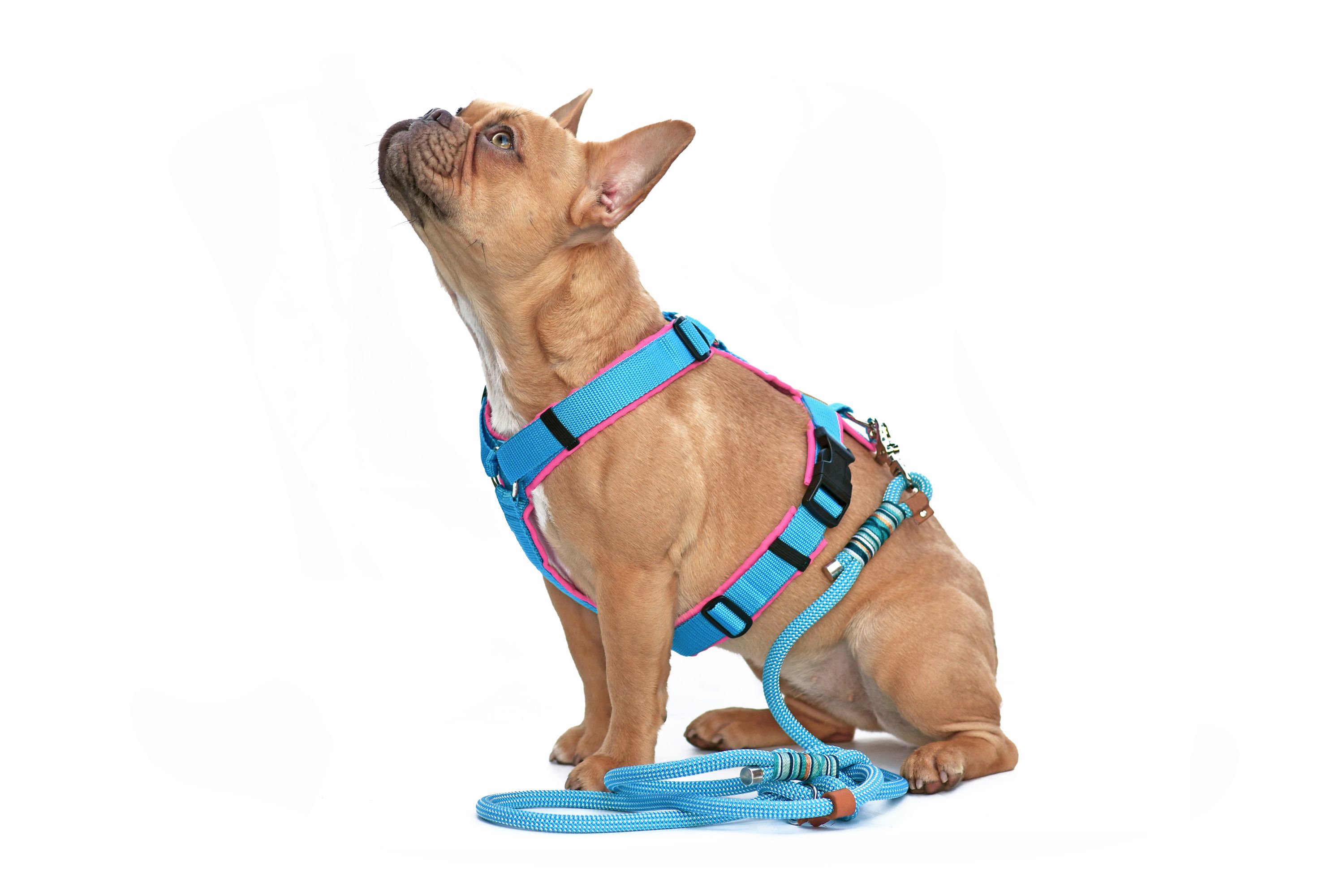 dog harness