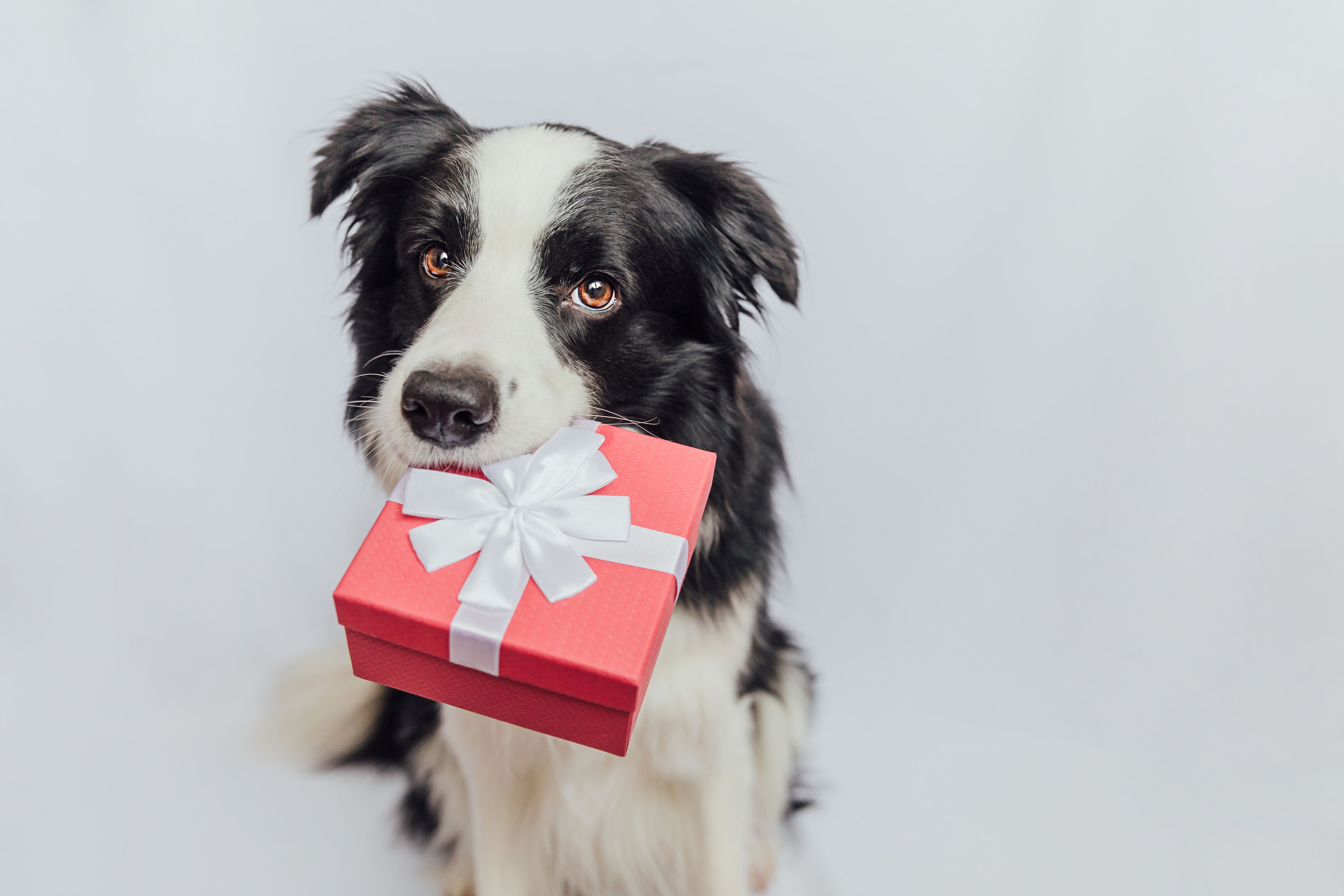 gift giving pets