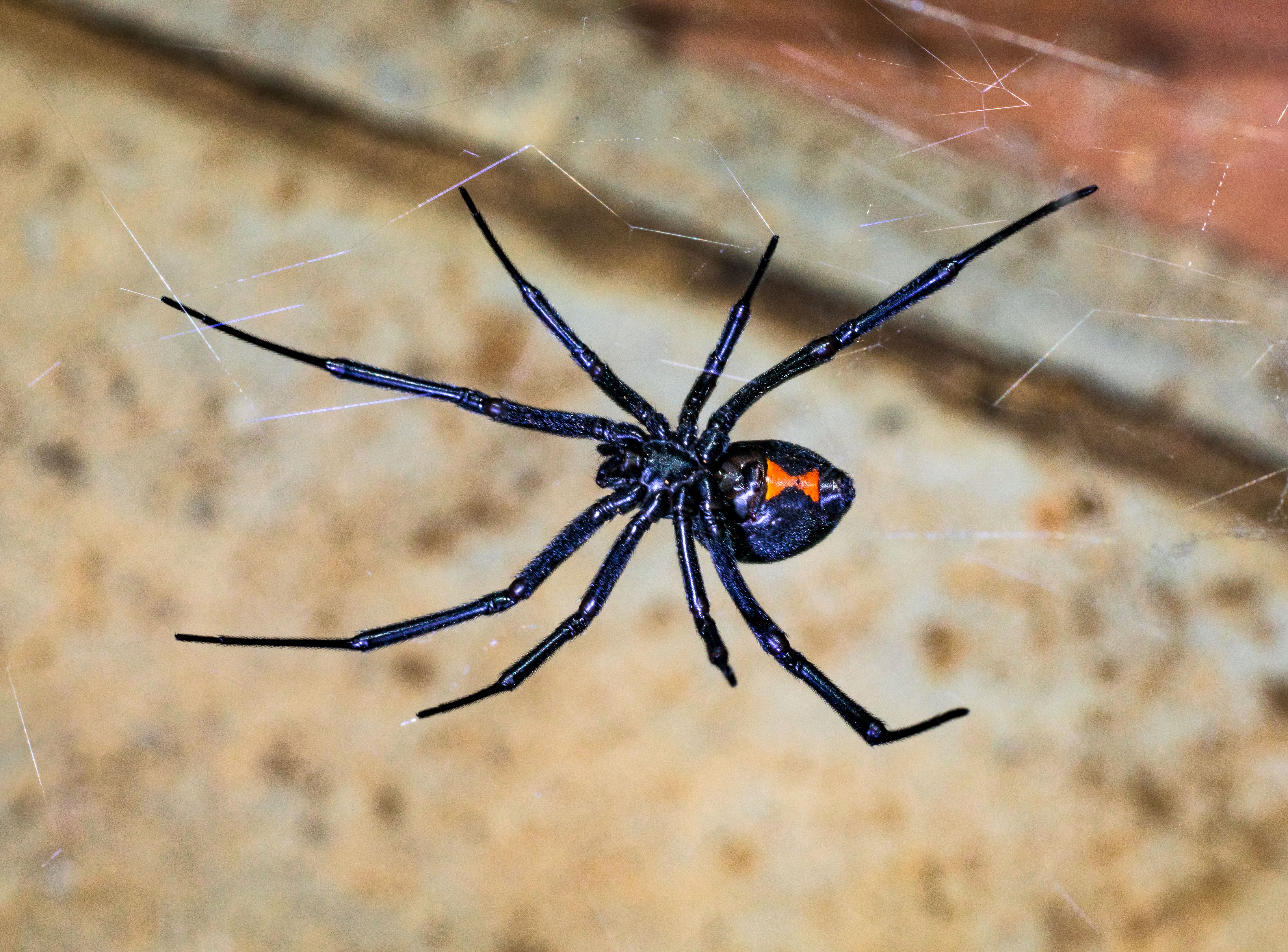 Black Widow Spider