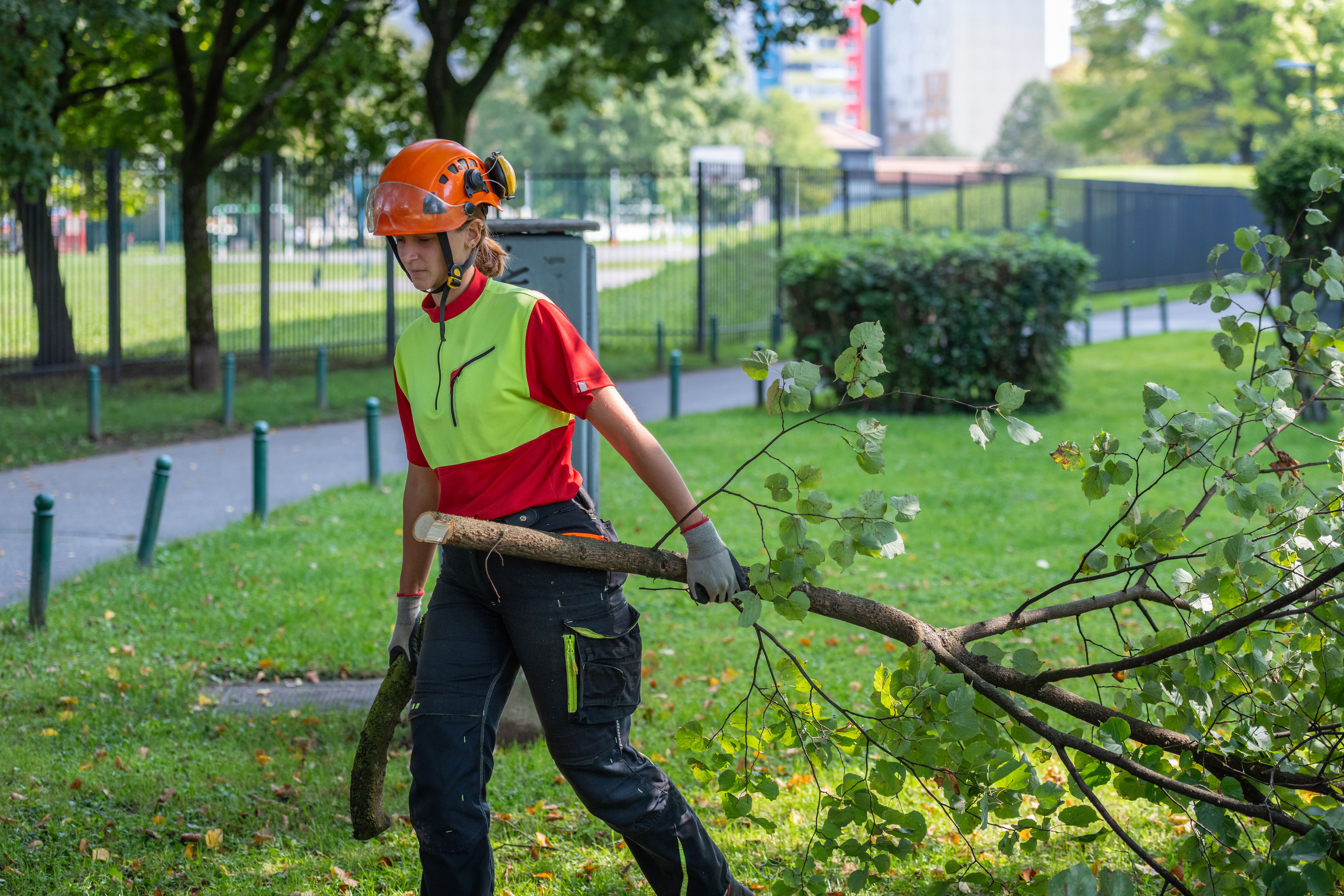 tree work safety