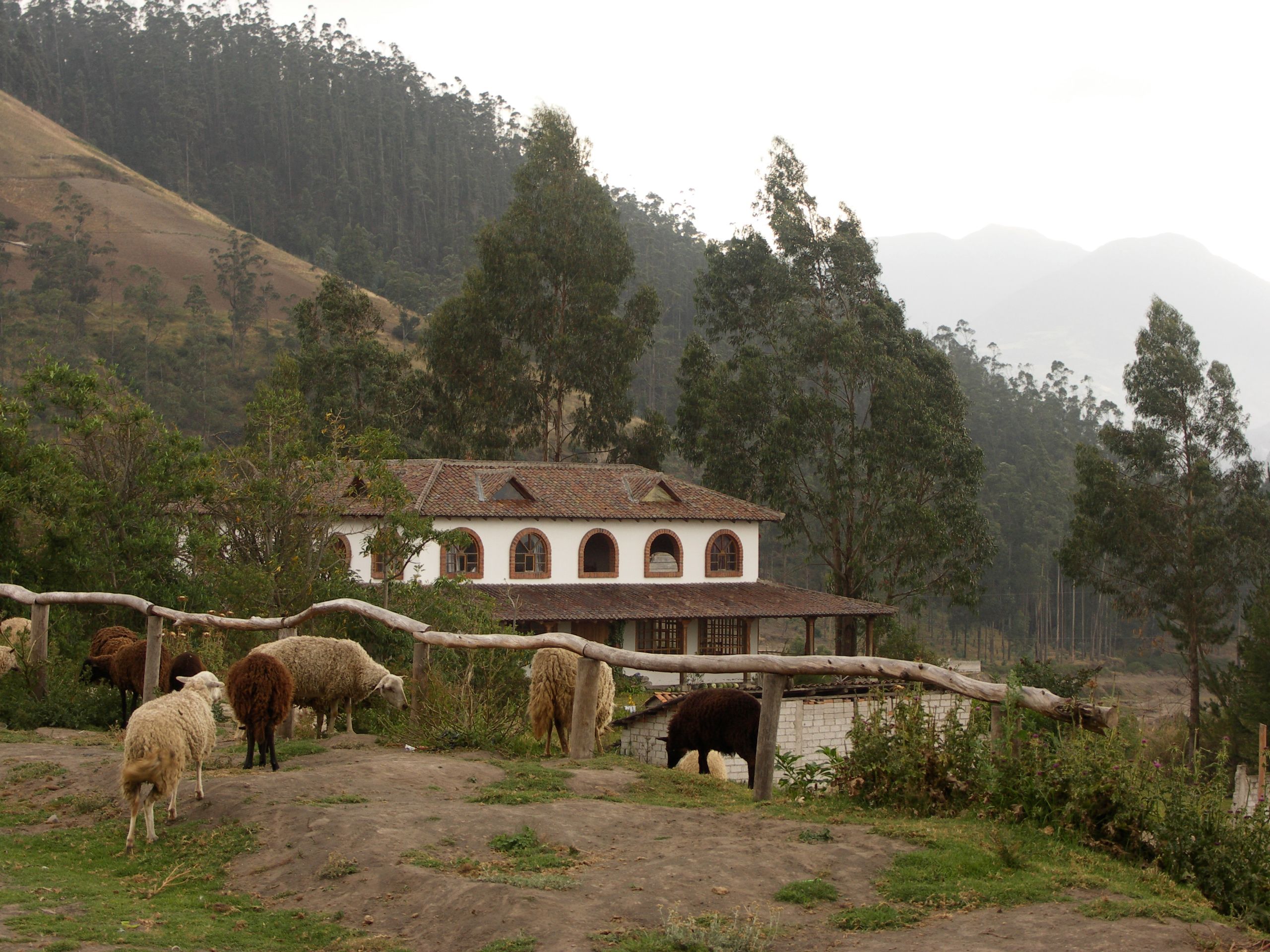 Ecuadorian Sheep Ecuadorian Sheep