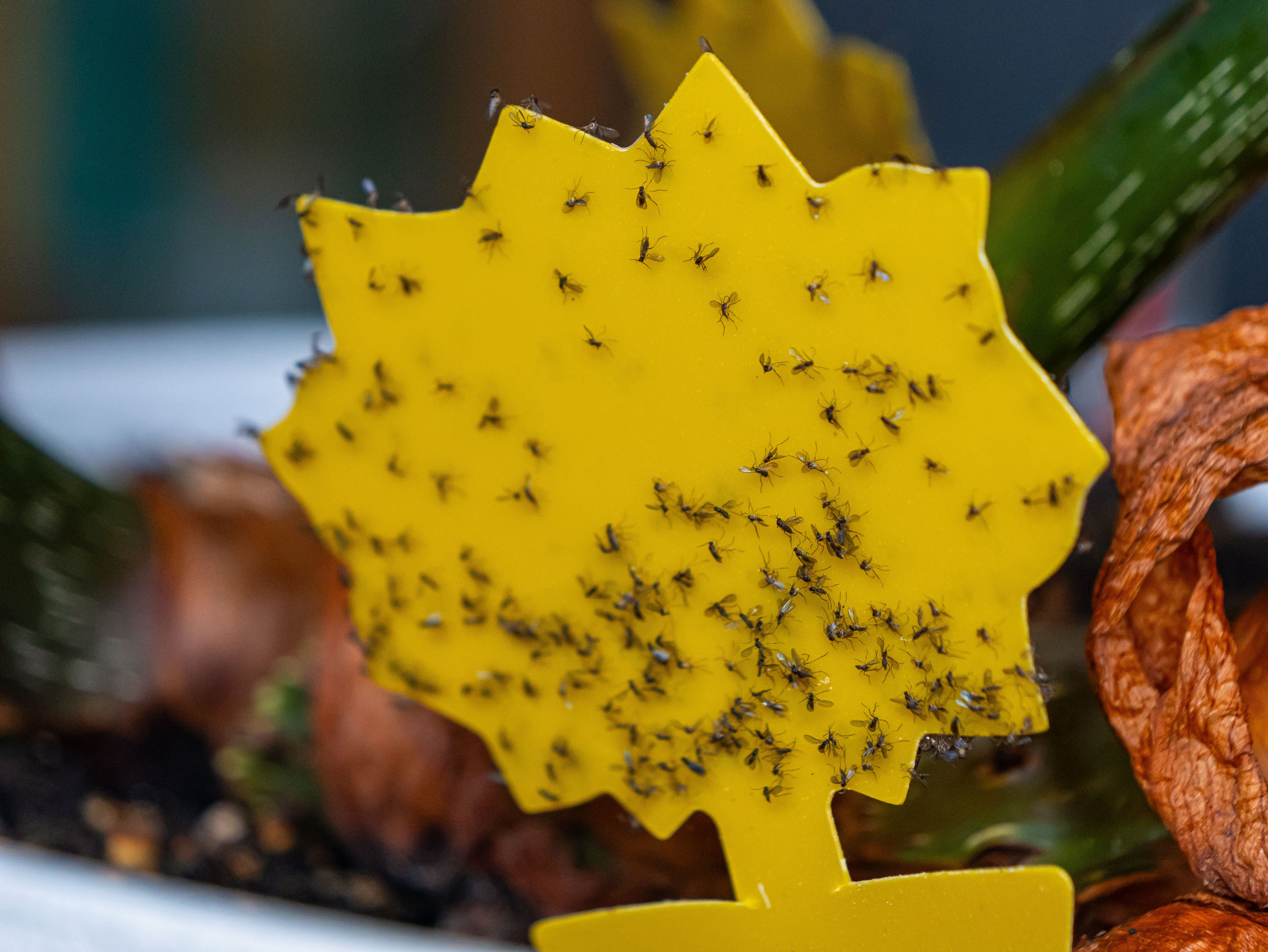 natural pest deterrents