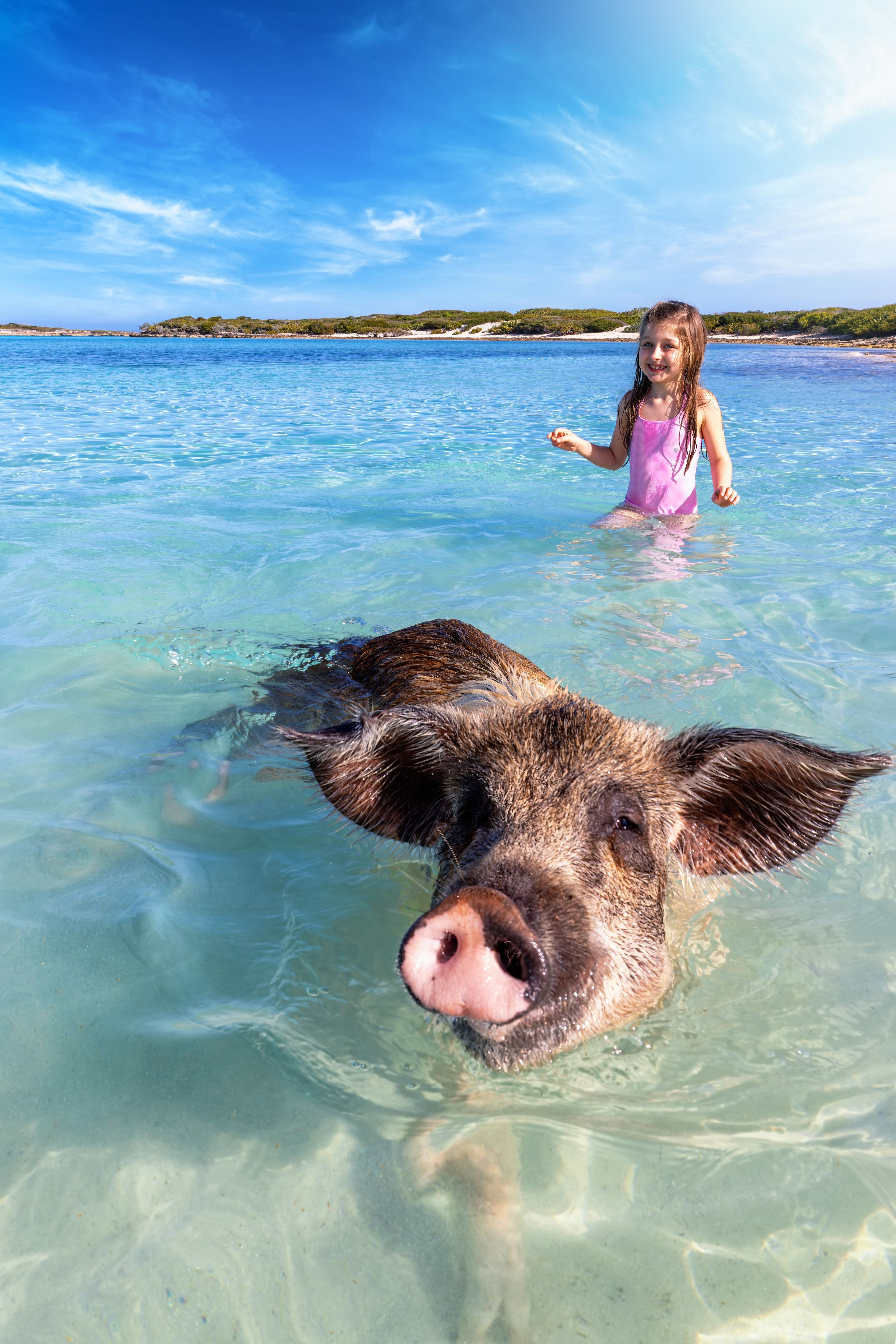 pigs beach