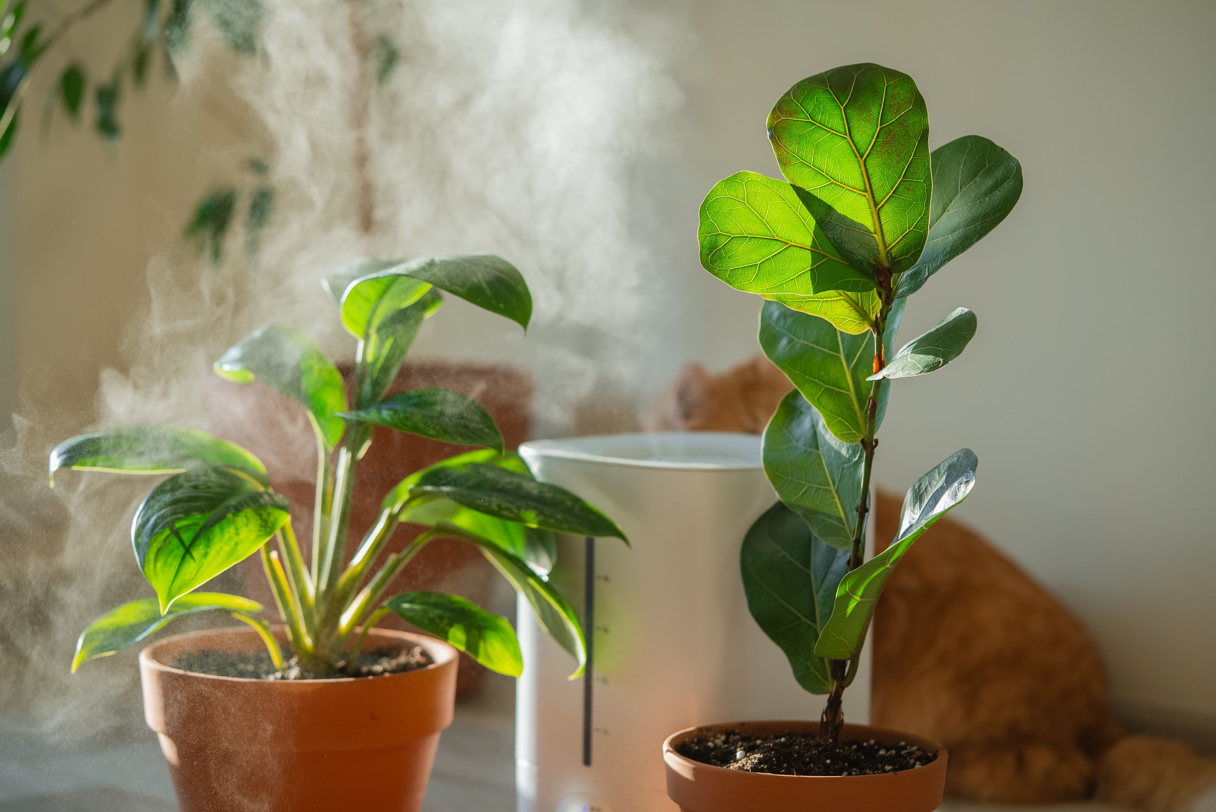 houseplants air quality