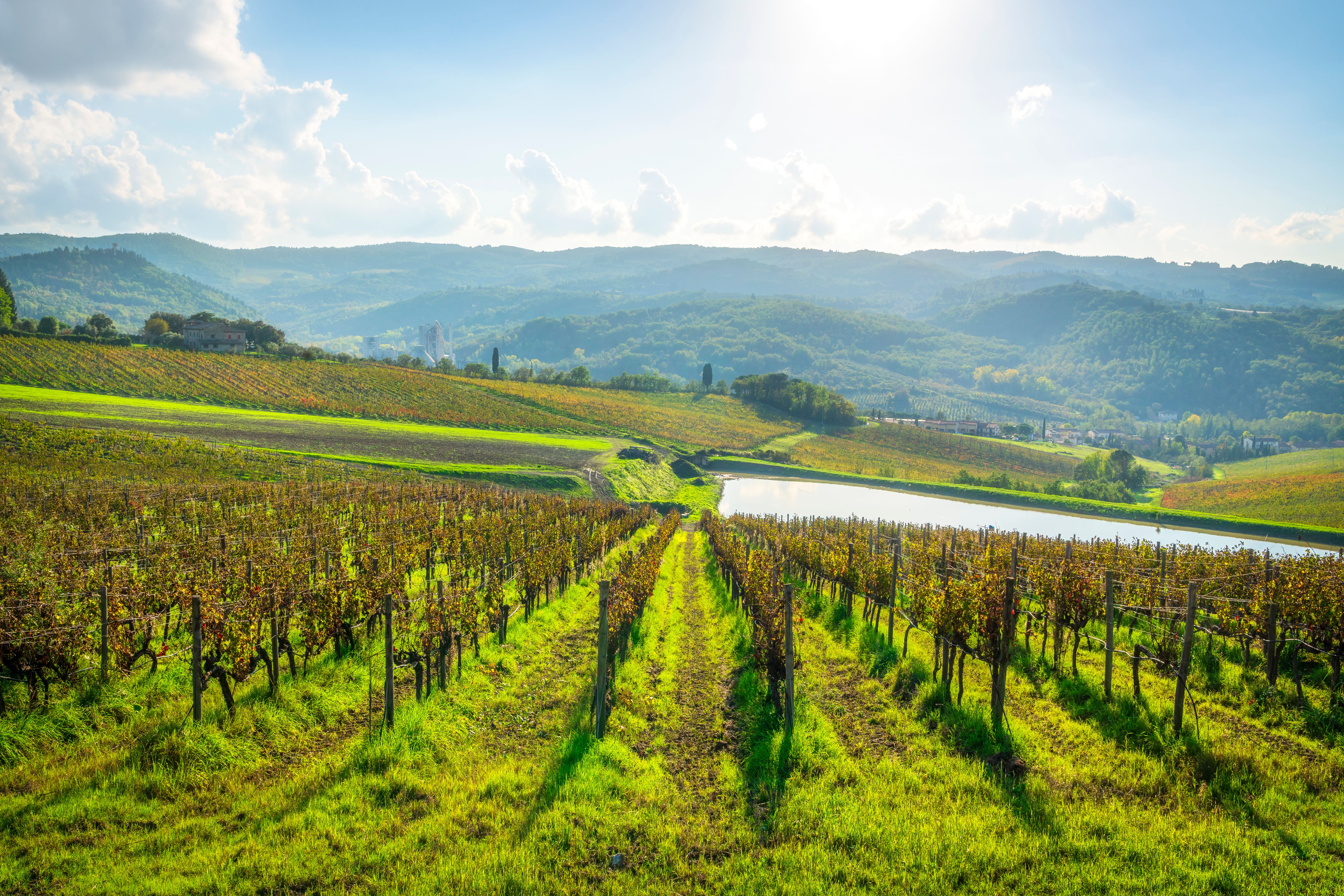 tuscany vineyard autumn