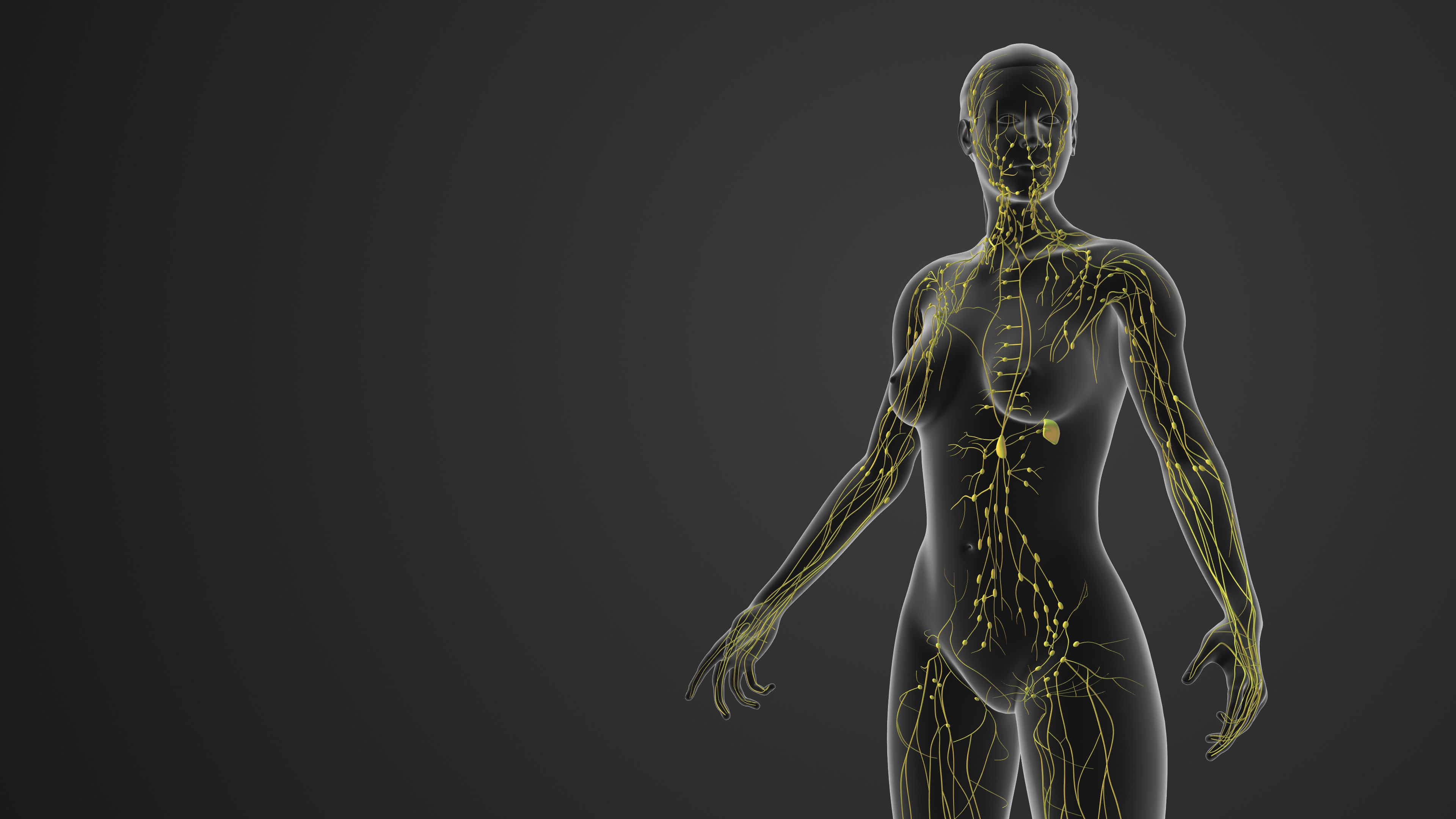 immune system diagram