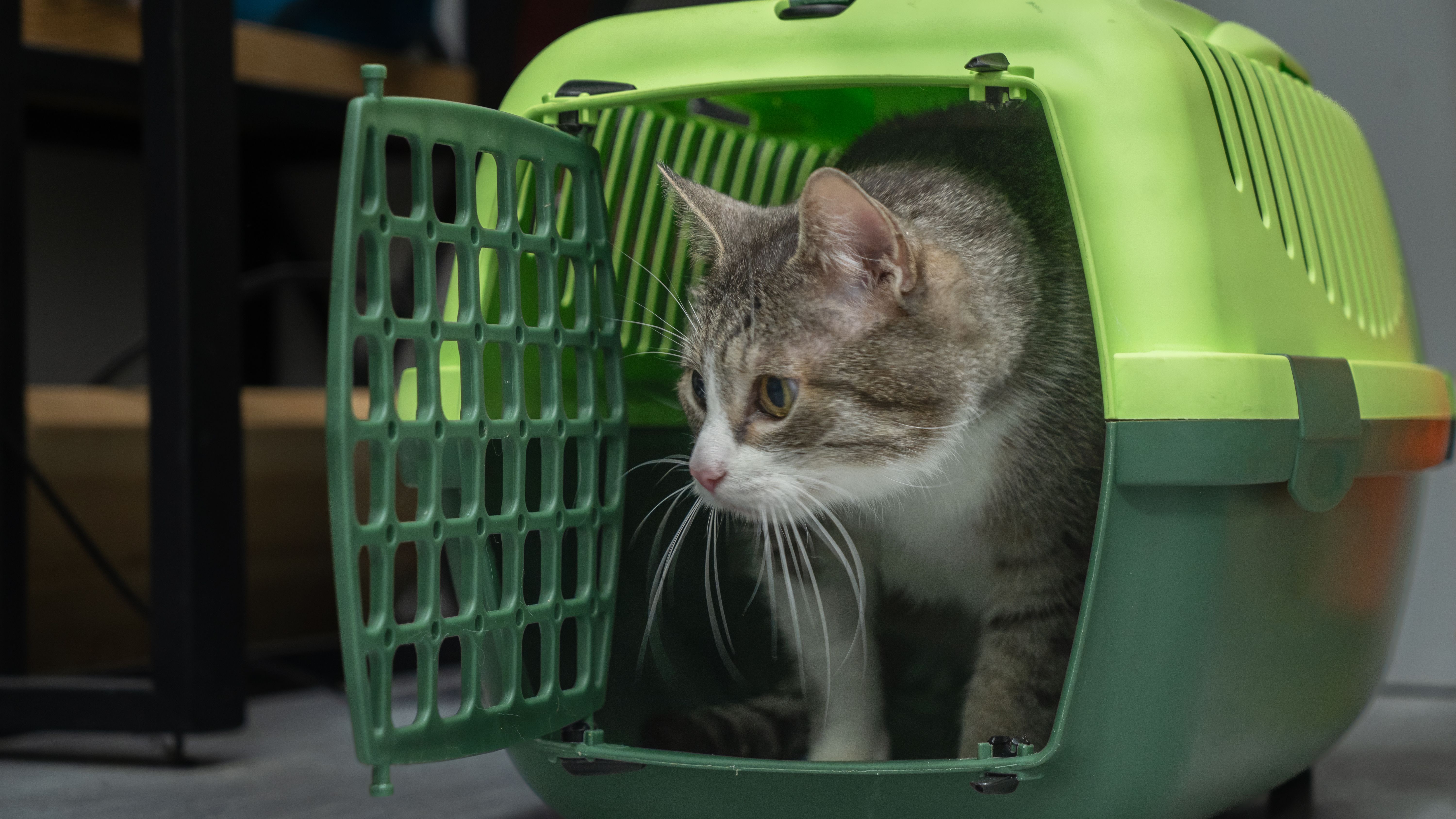 pet carrier comparison