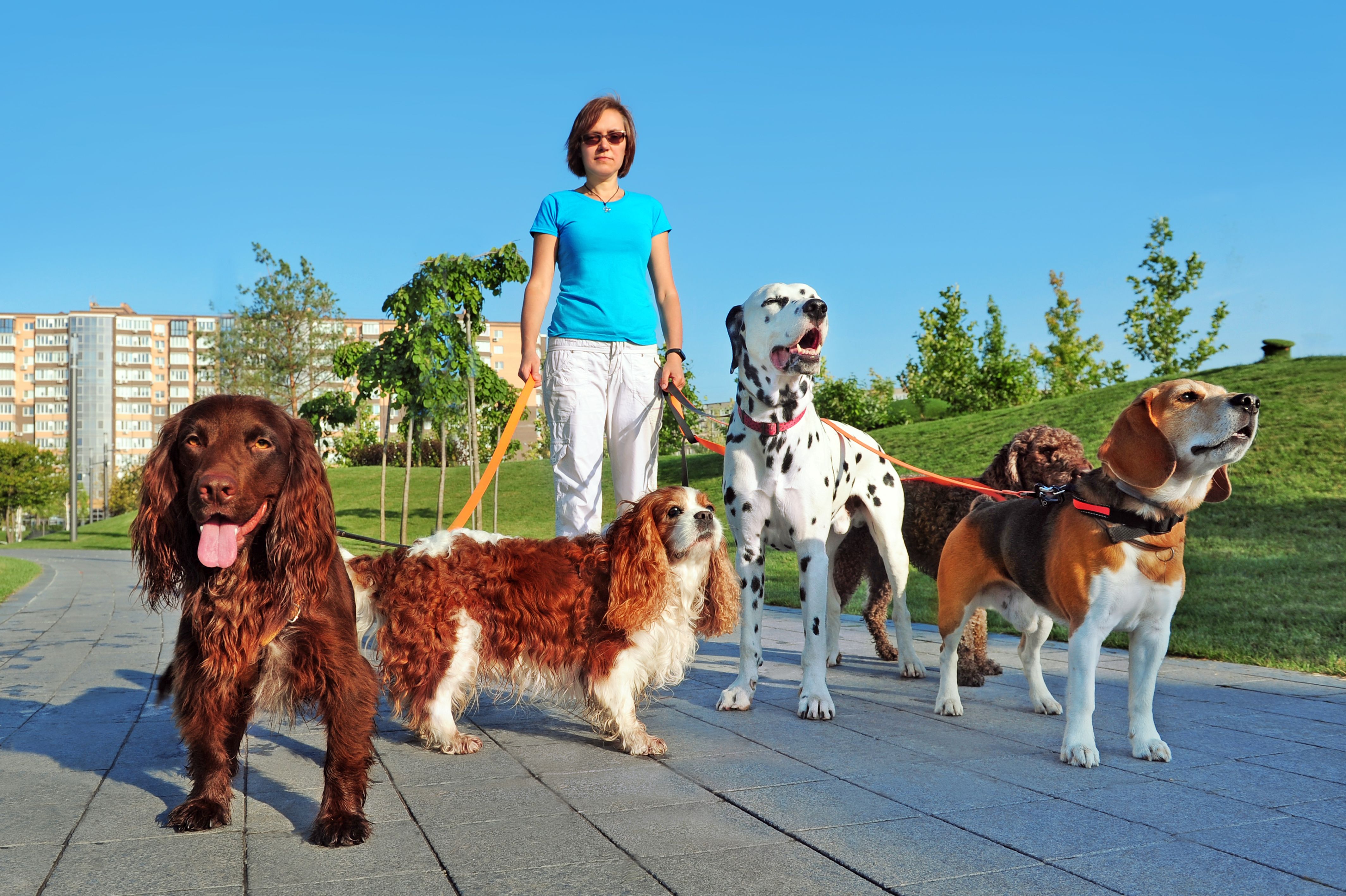 dog walker reviews