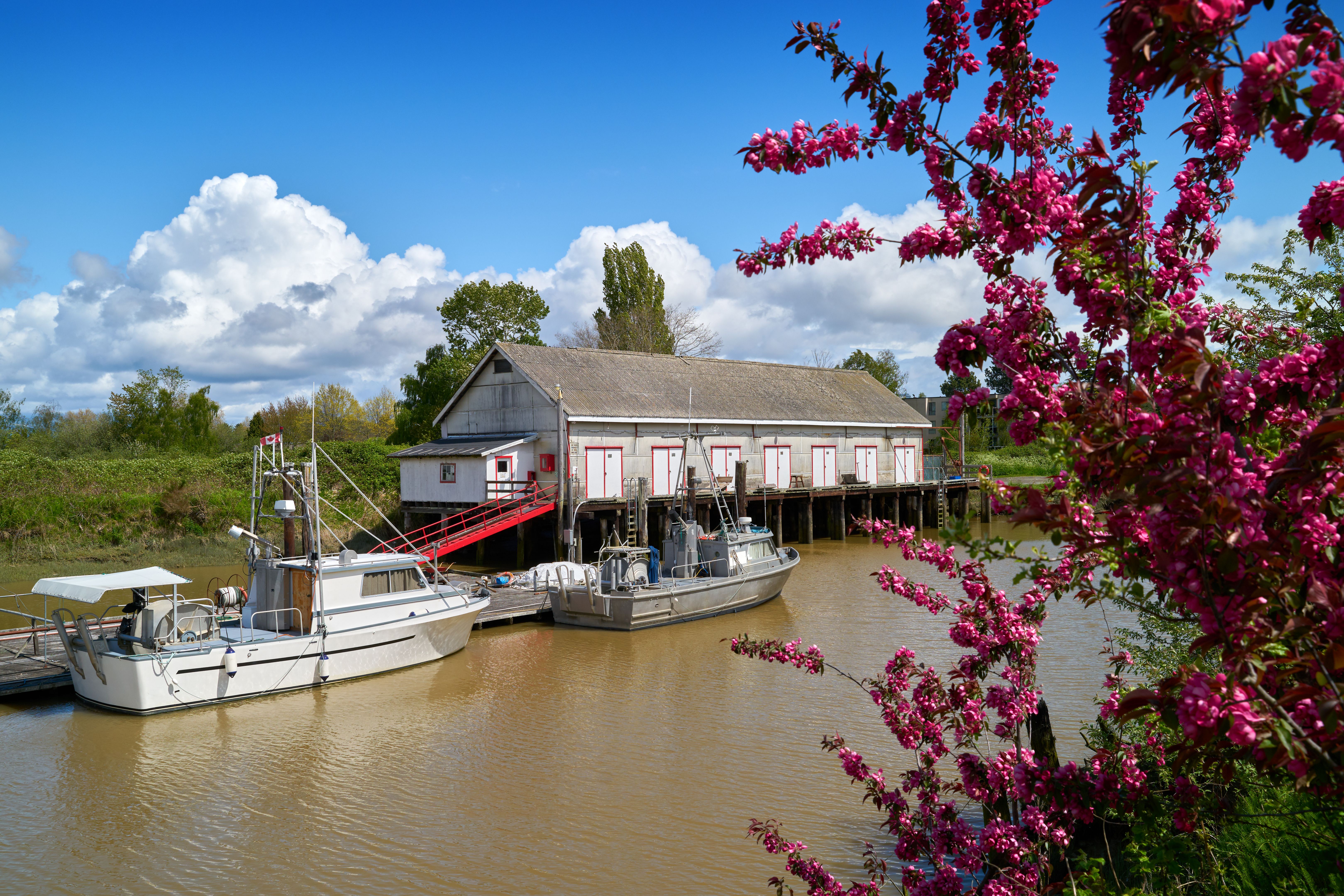 cherry blossom fishing