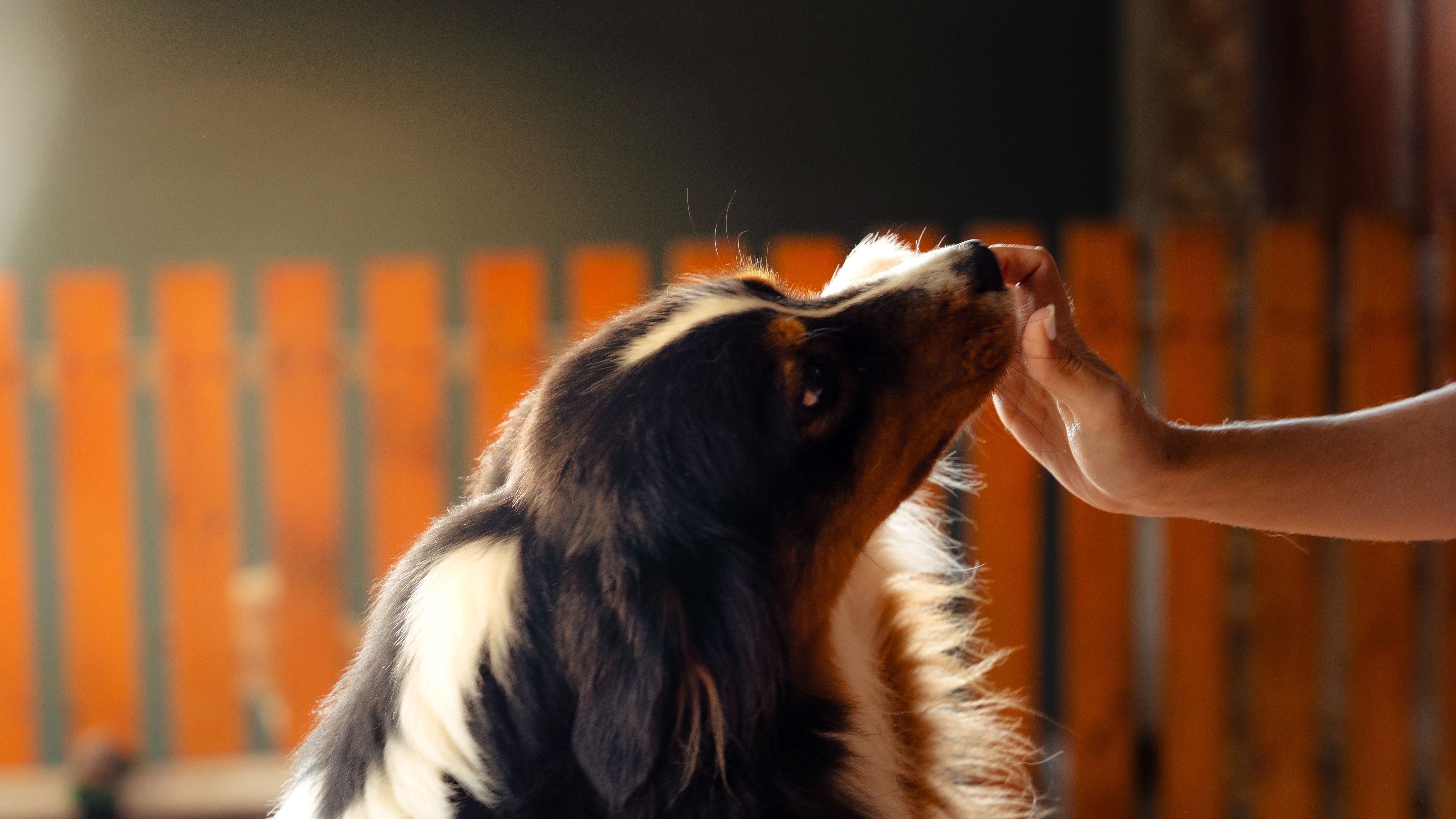 australian shepherd puppy home