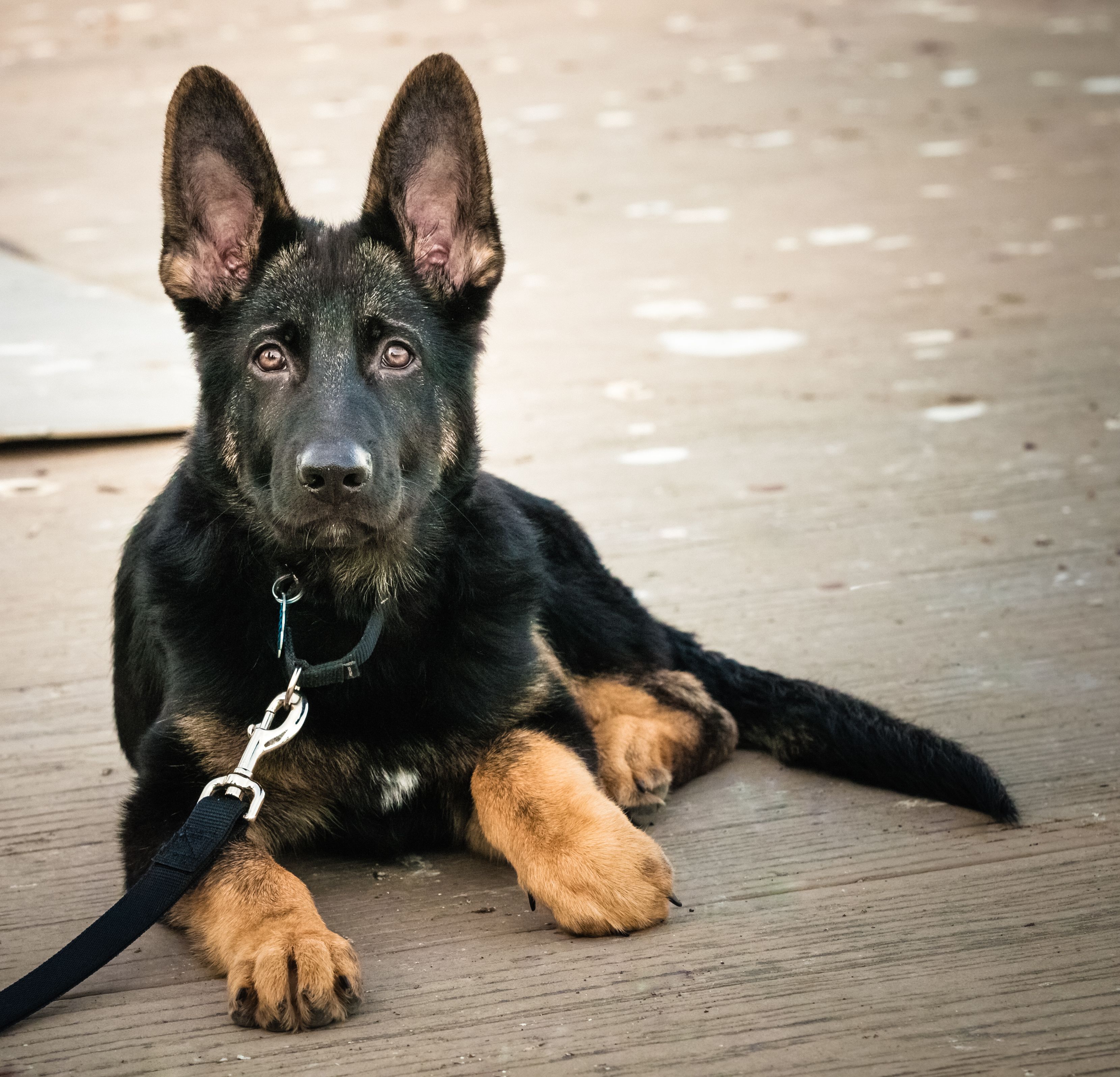German Shepherd puppy dog lying down looking at camera