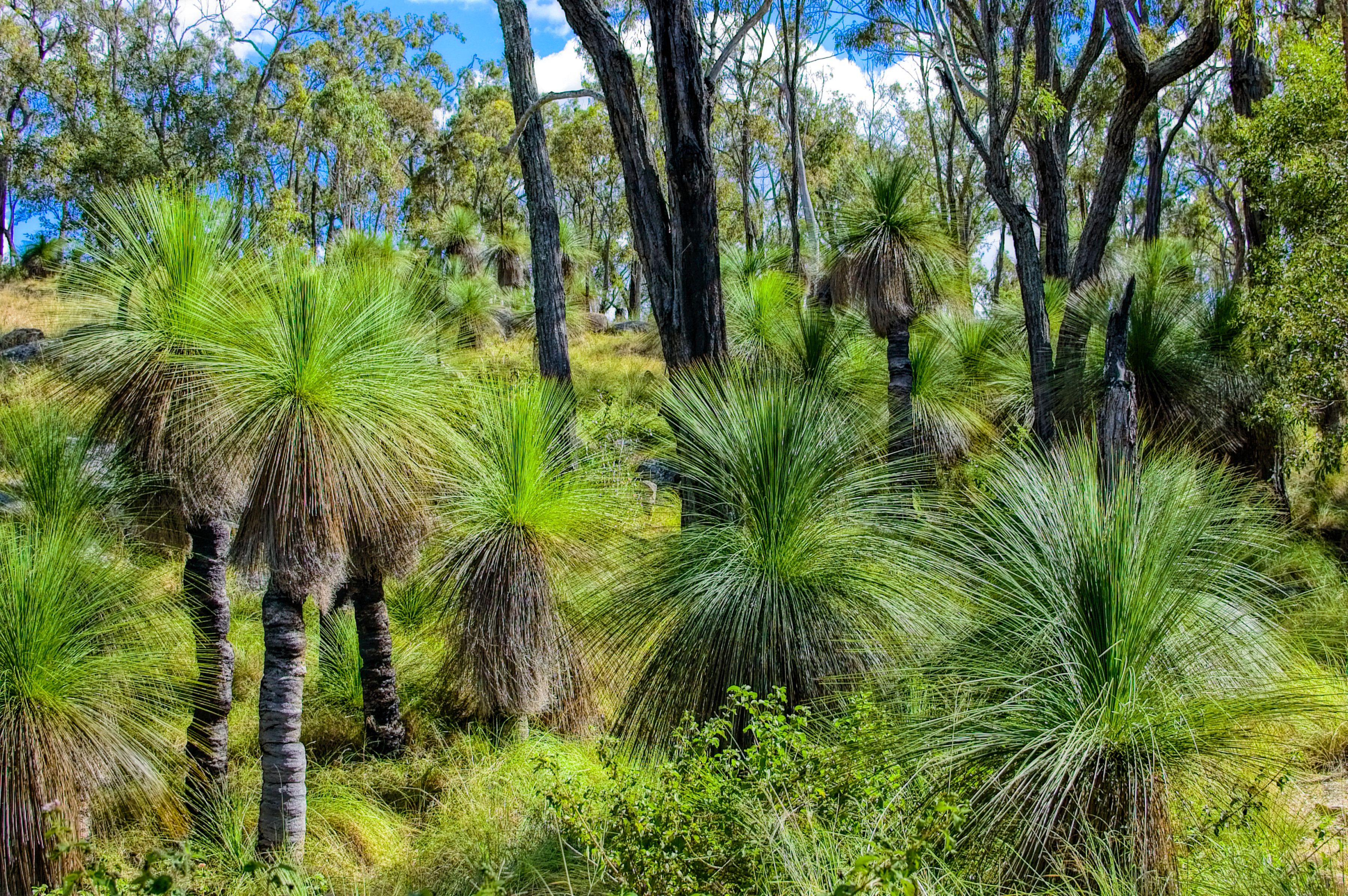 Grass trees (Xanthorrhoea) of Australia