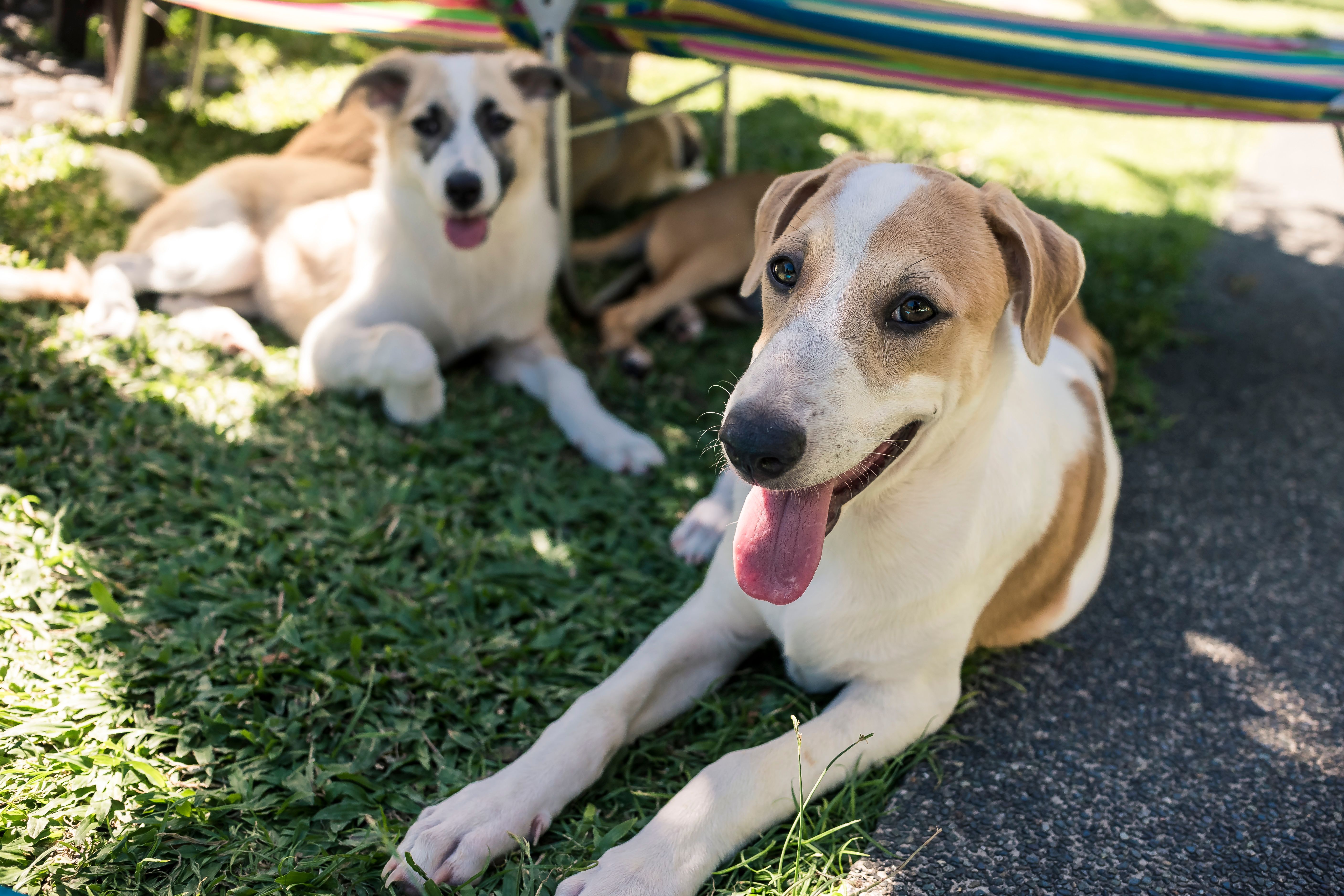 summer puppy shade