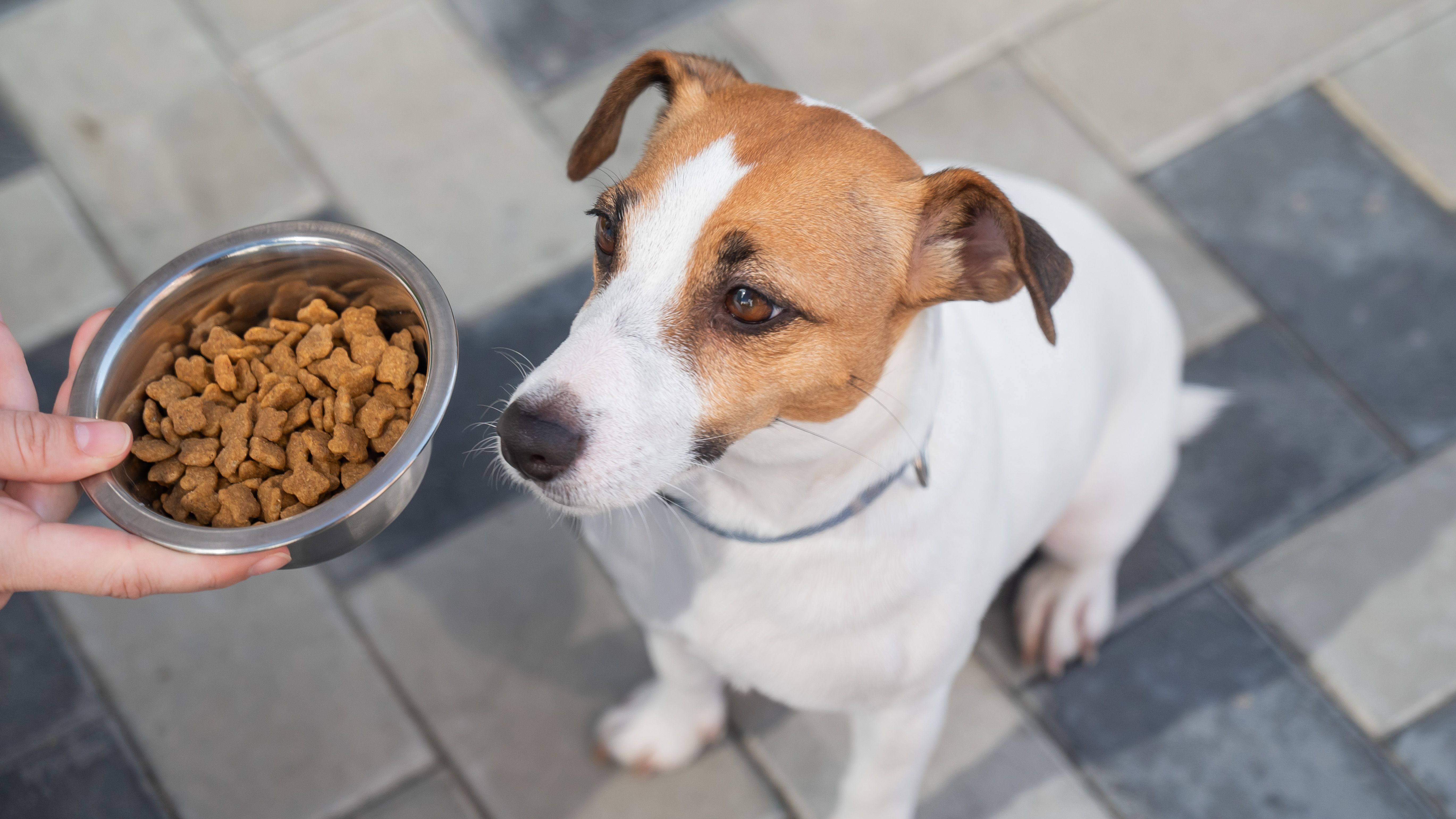 dog nutrition