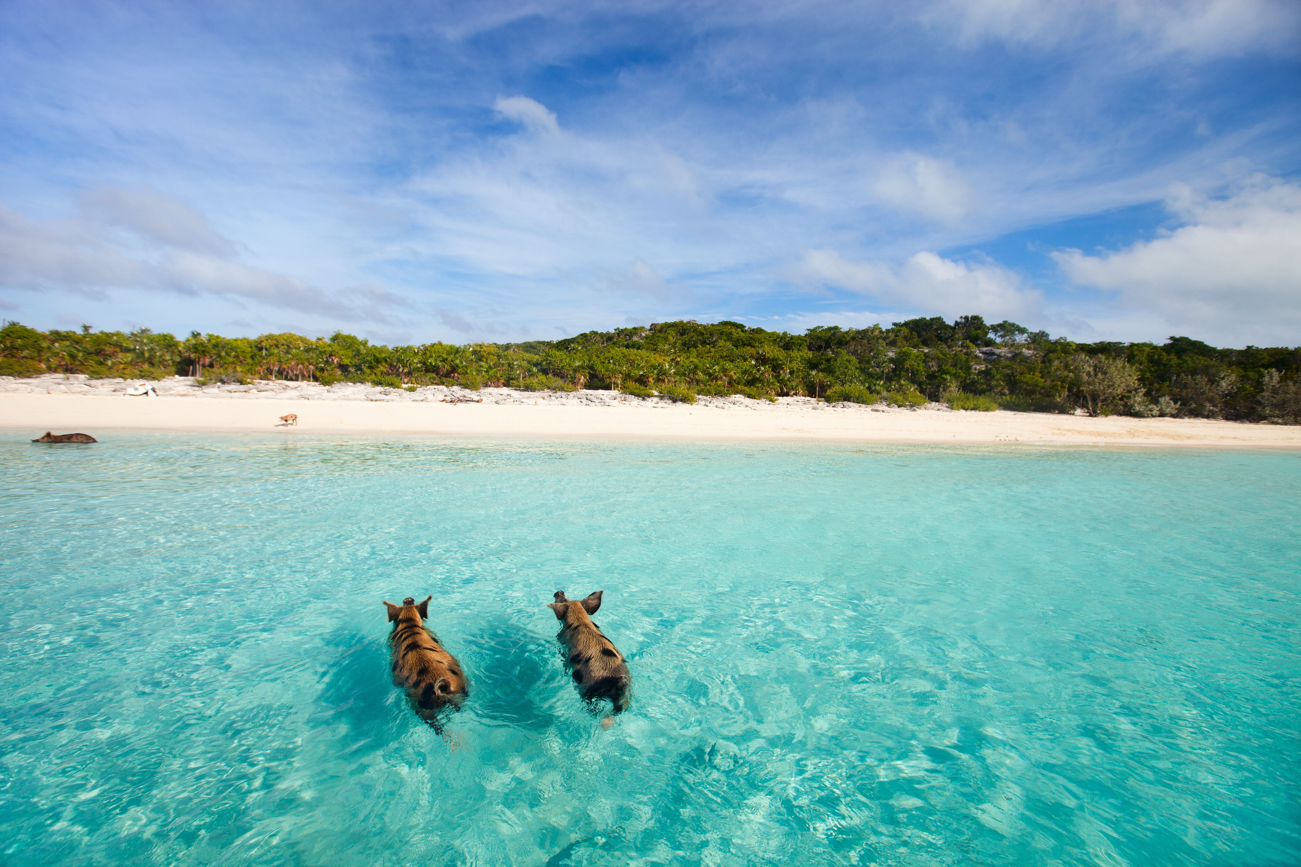 caribbean beach pigs
