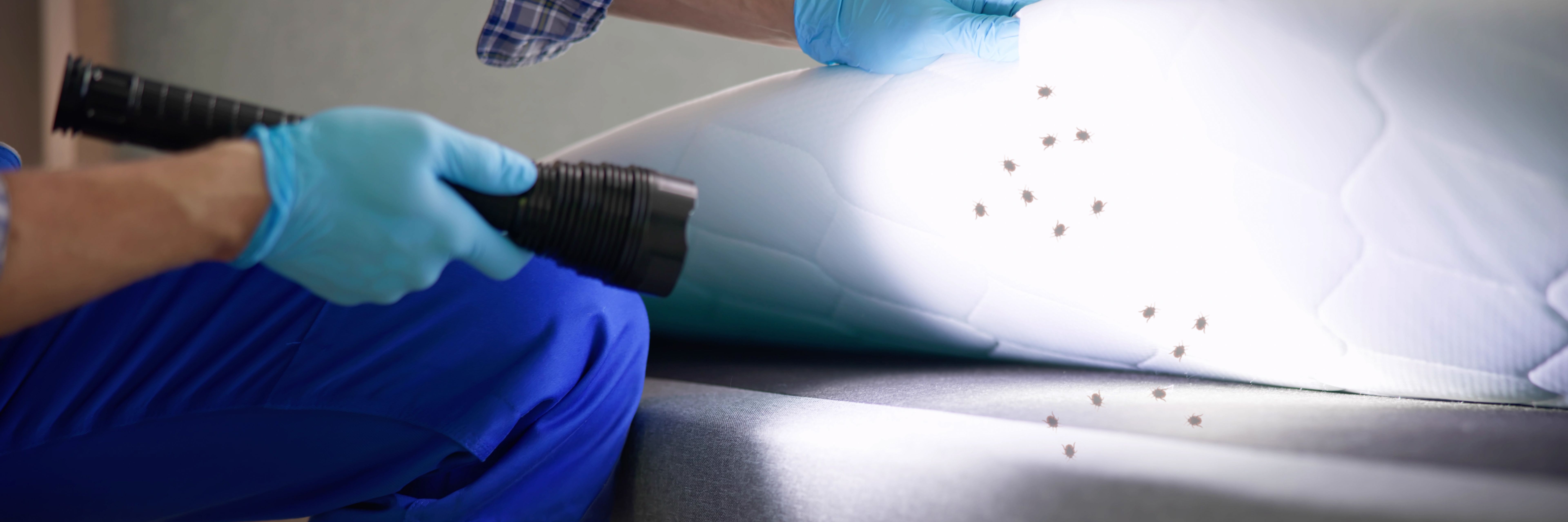 bed bugs heat treatment