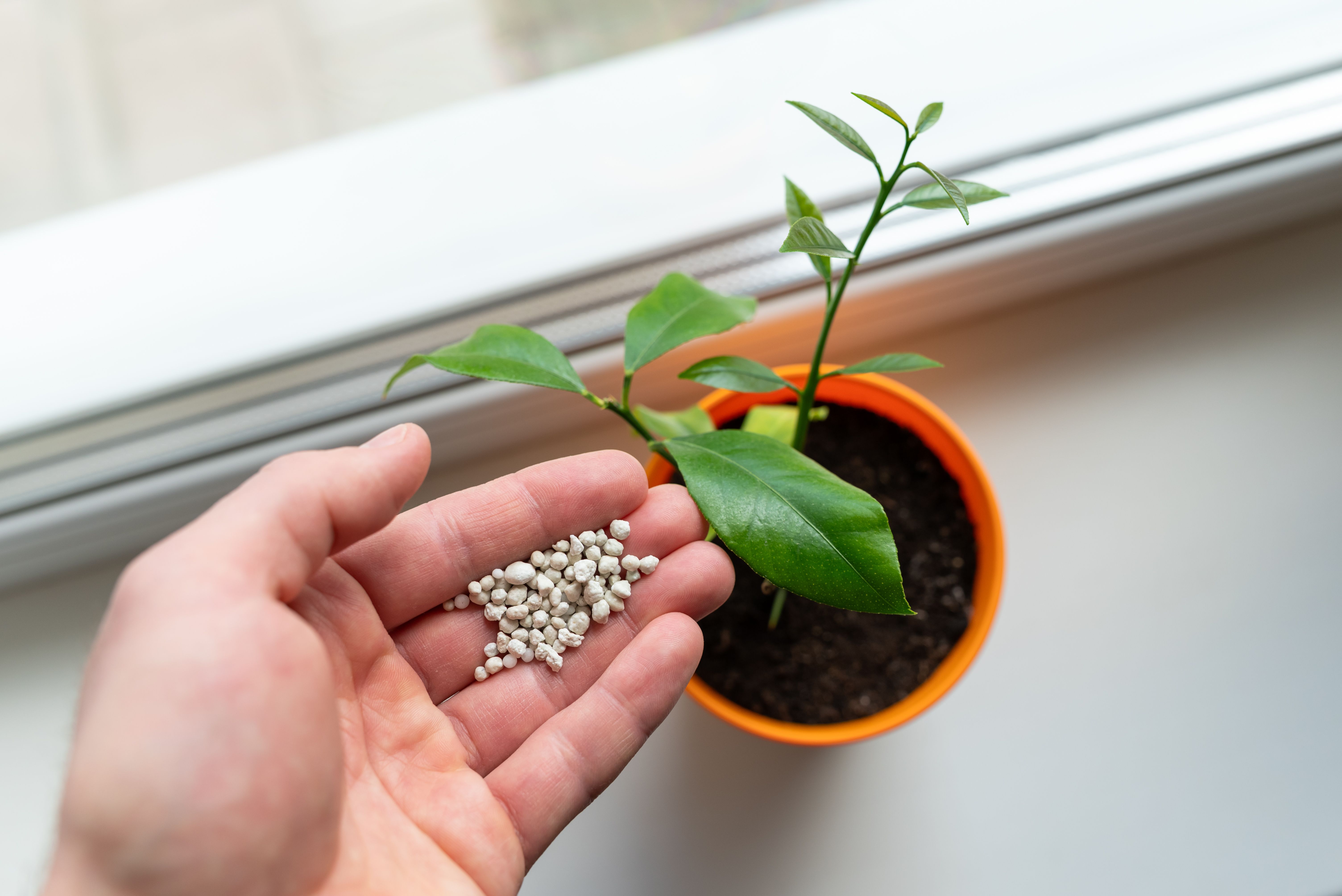 indoor plant fertilizer