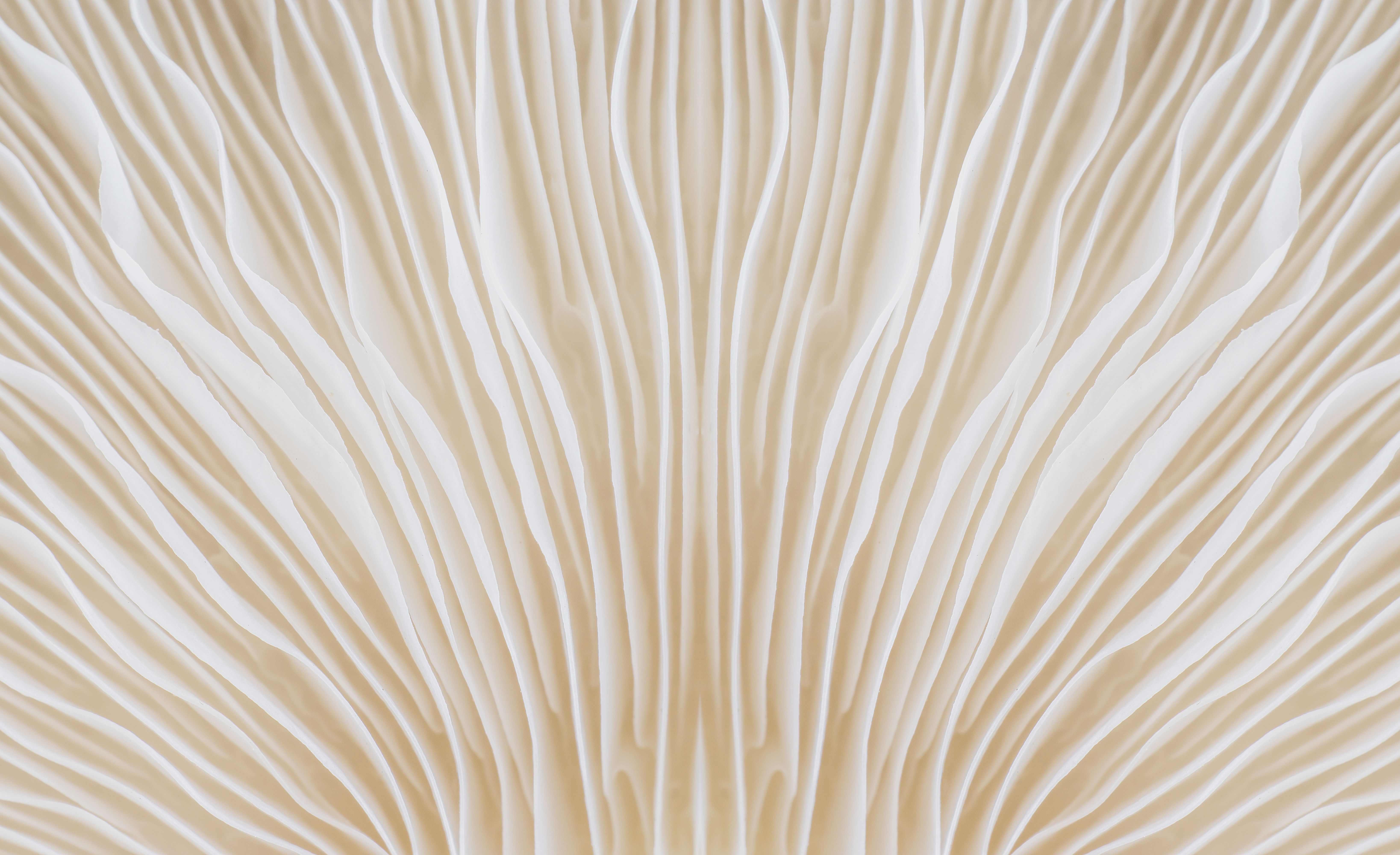 mushroom close-up