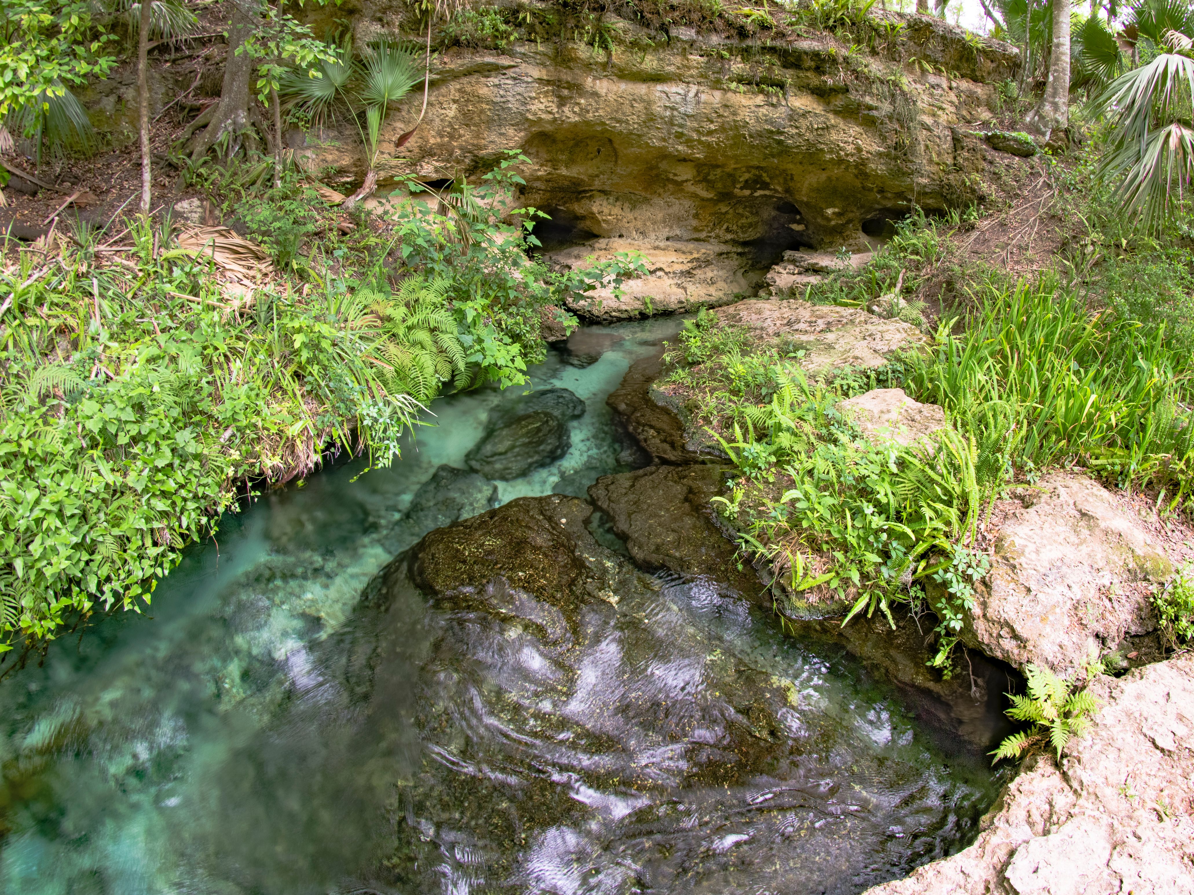 seffner spring