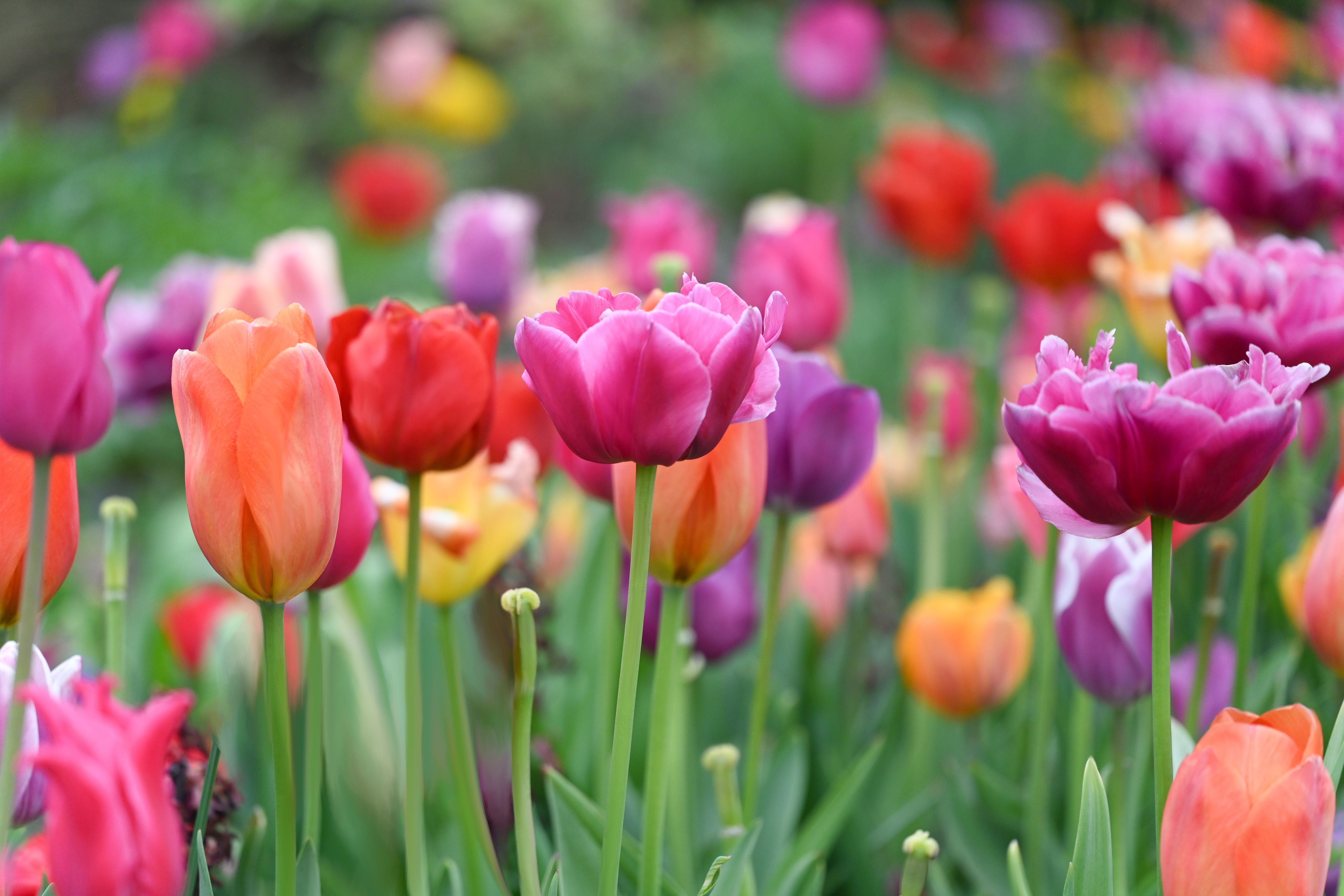 spring flowers