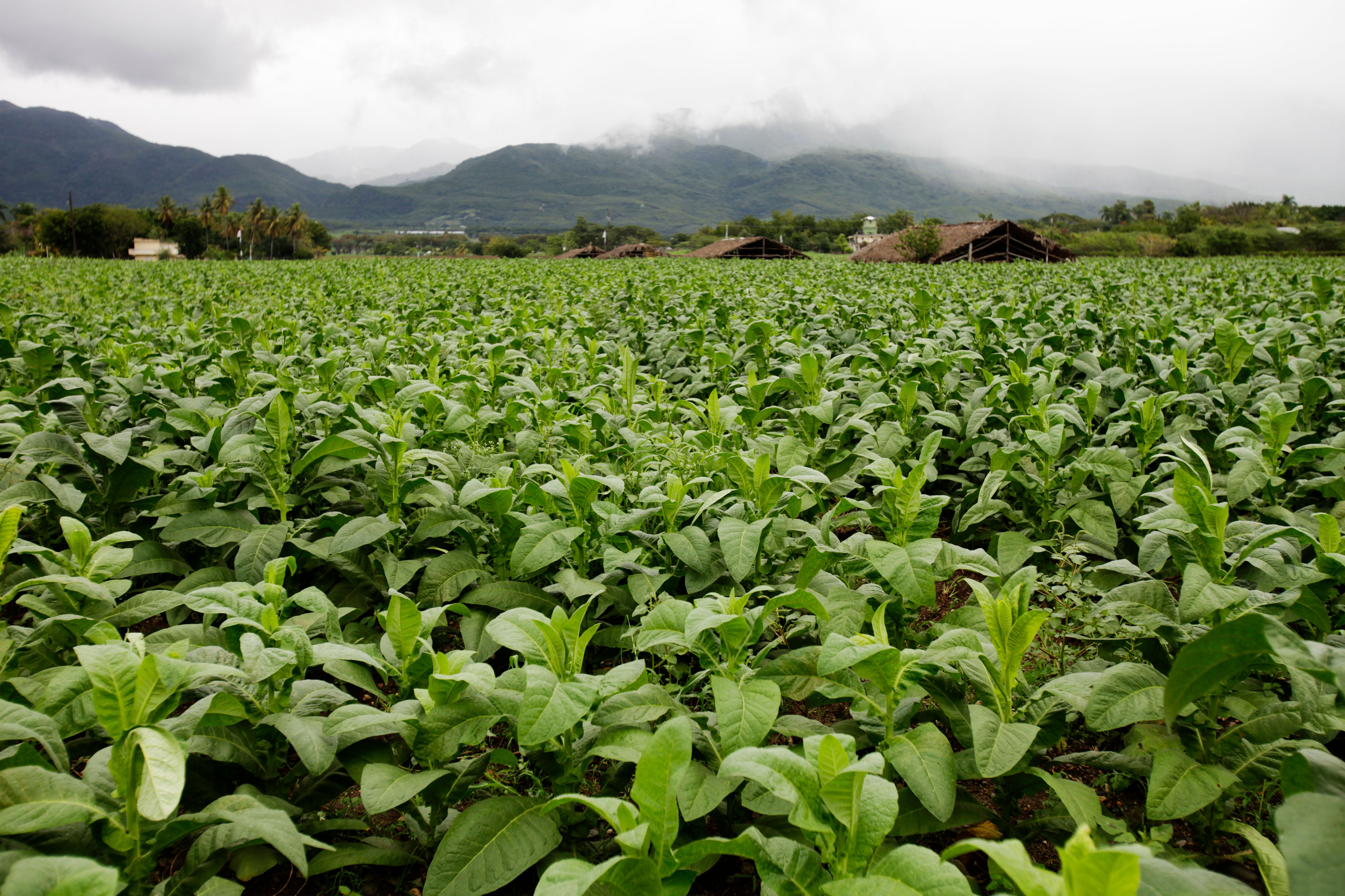 dominican tobacco fields