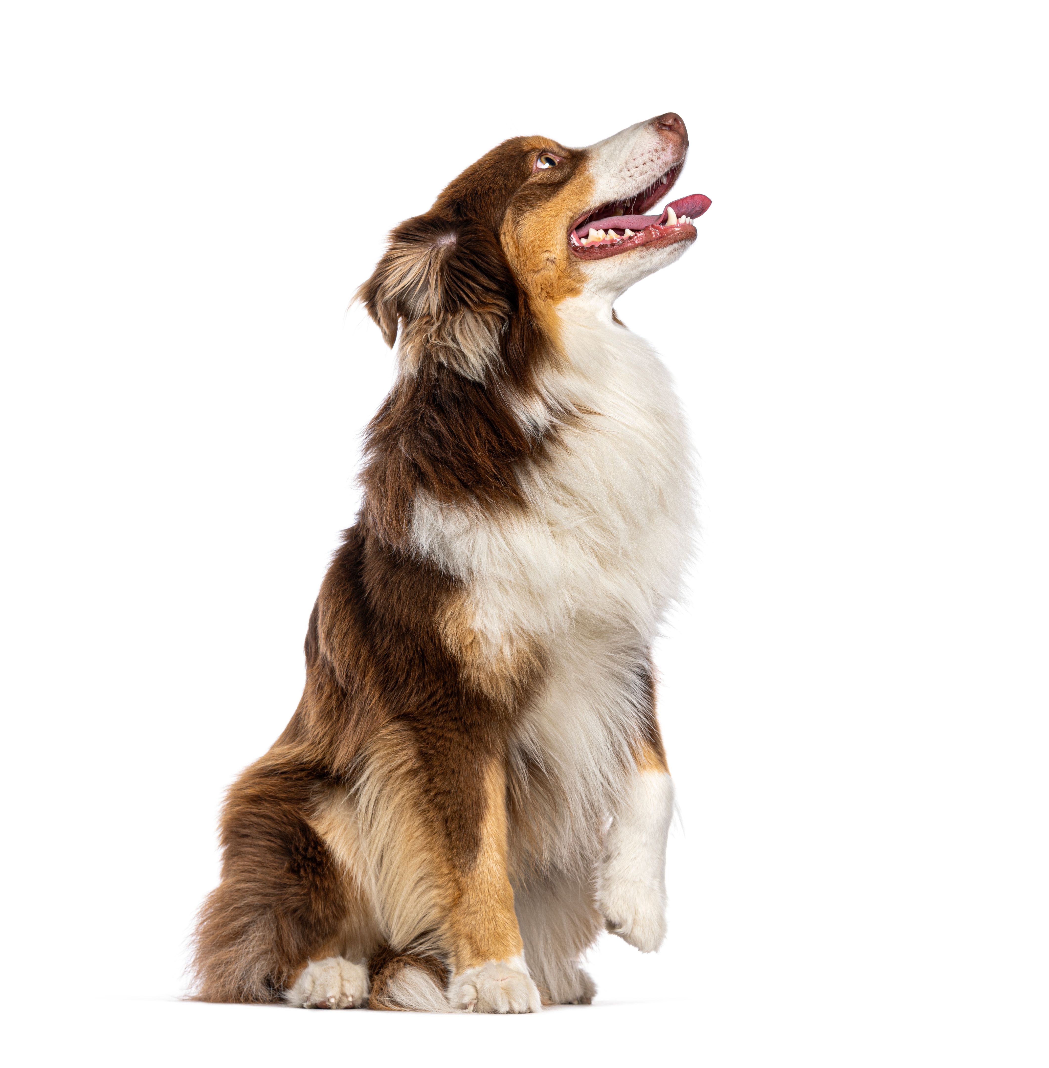 australian shepherd intelligence