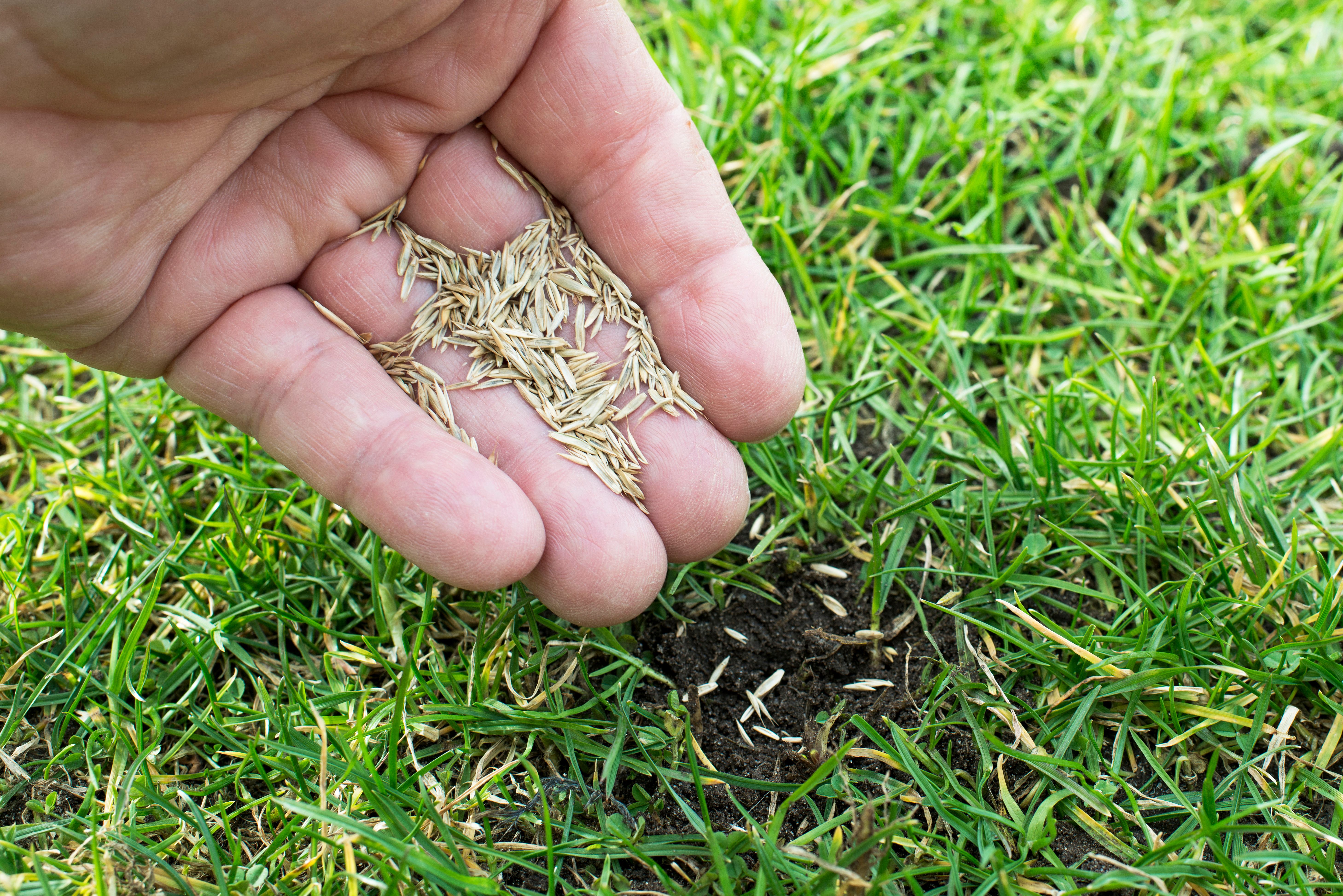 seeding lawn