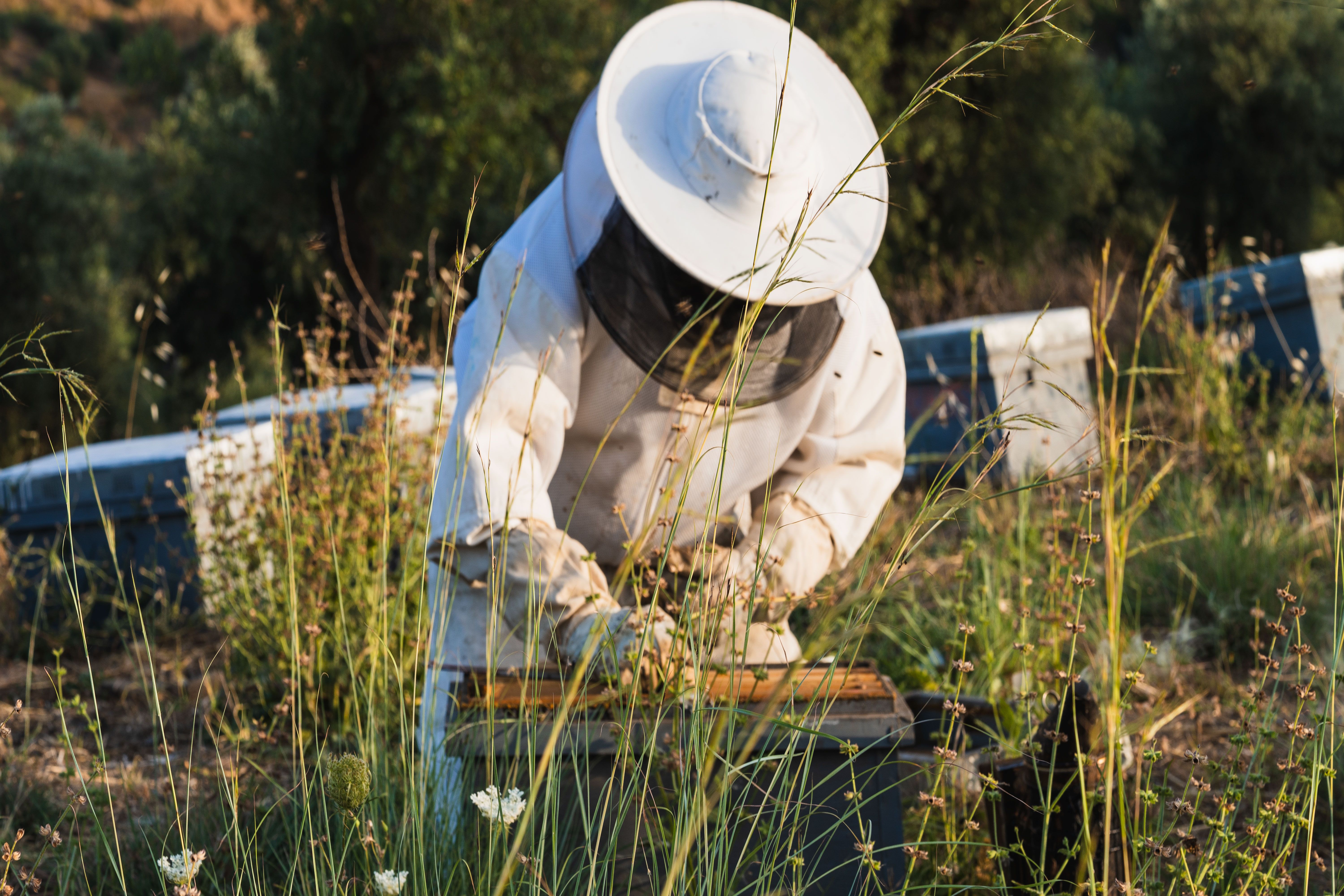 beekeeping