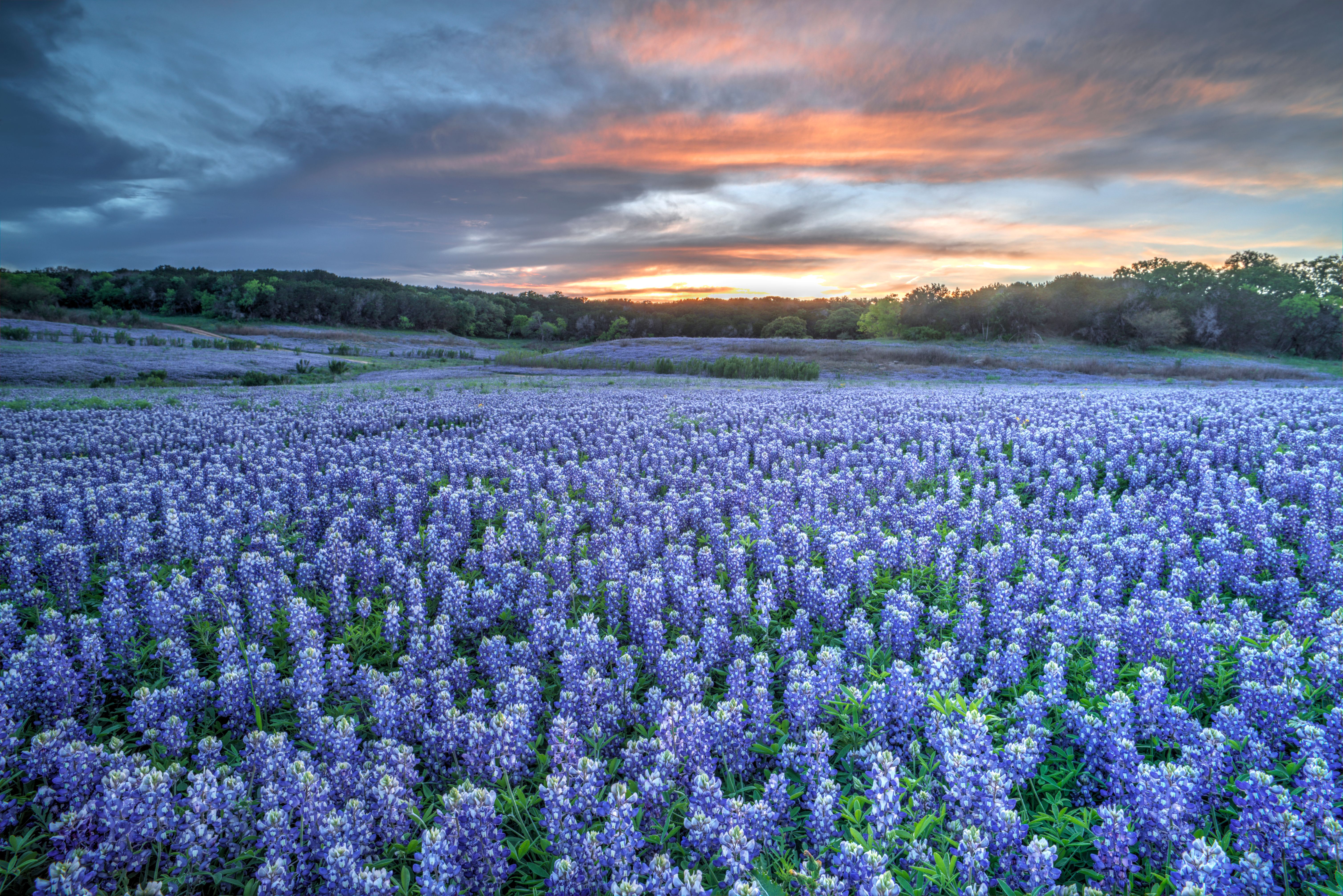 texas spring weather