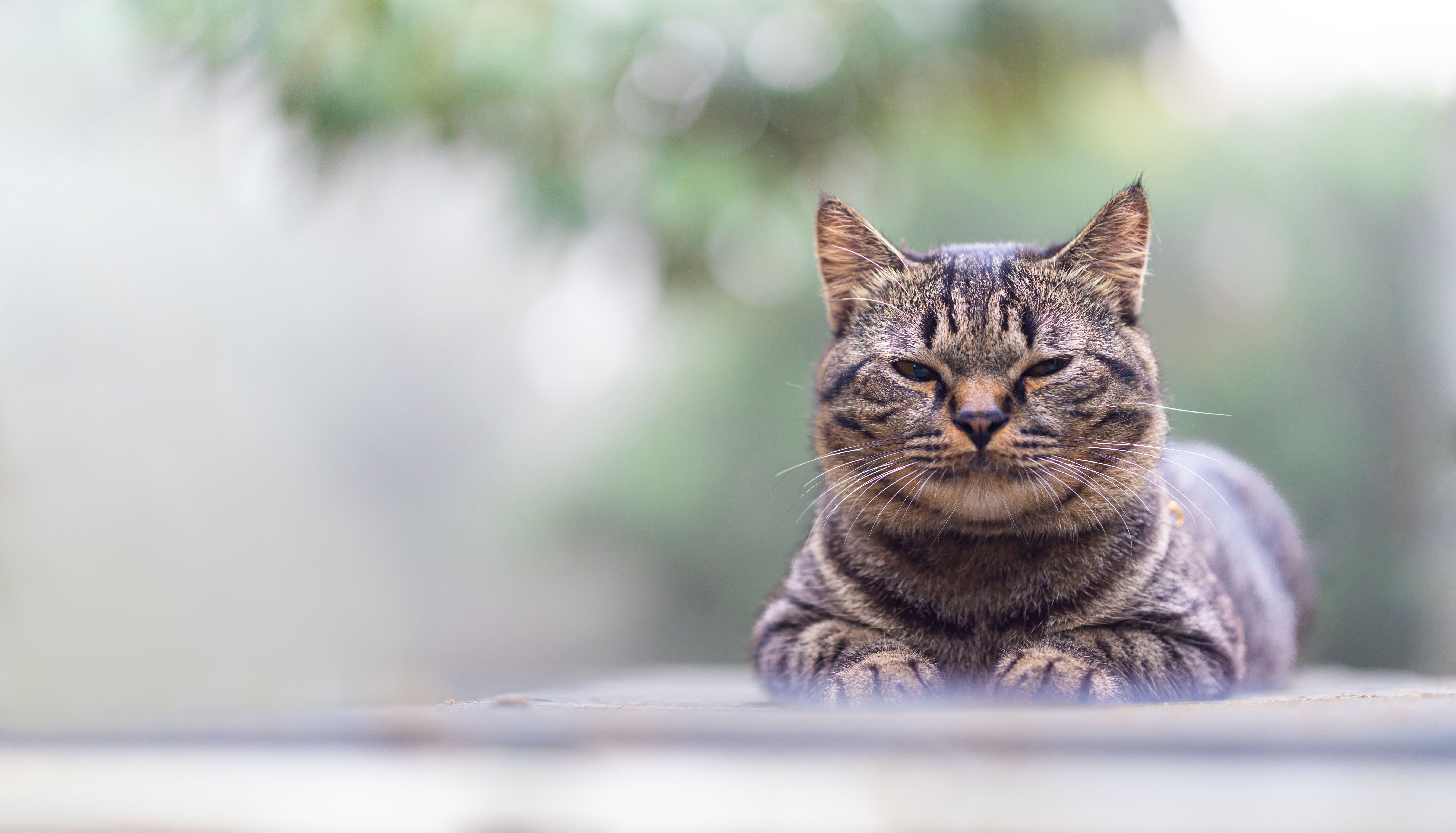 catering Gainesville