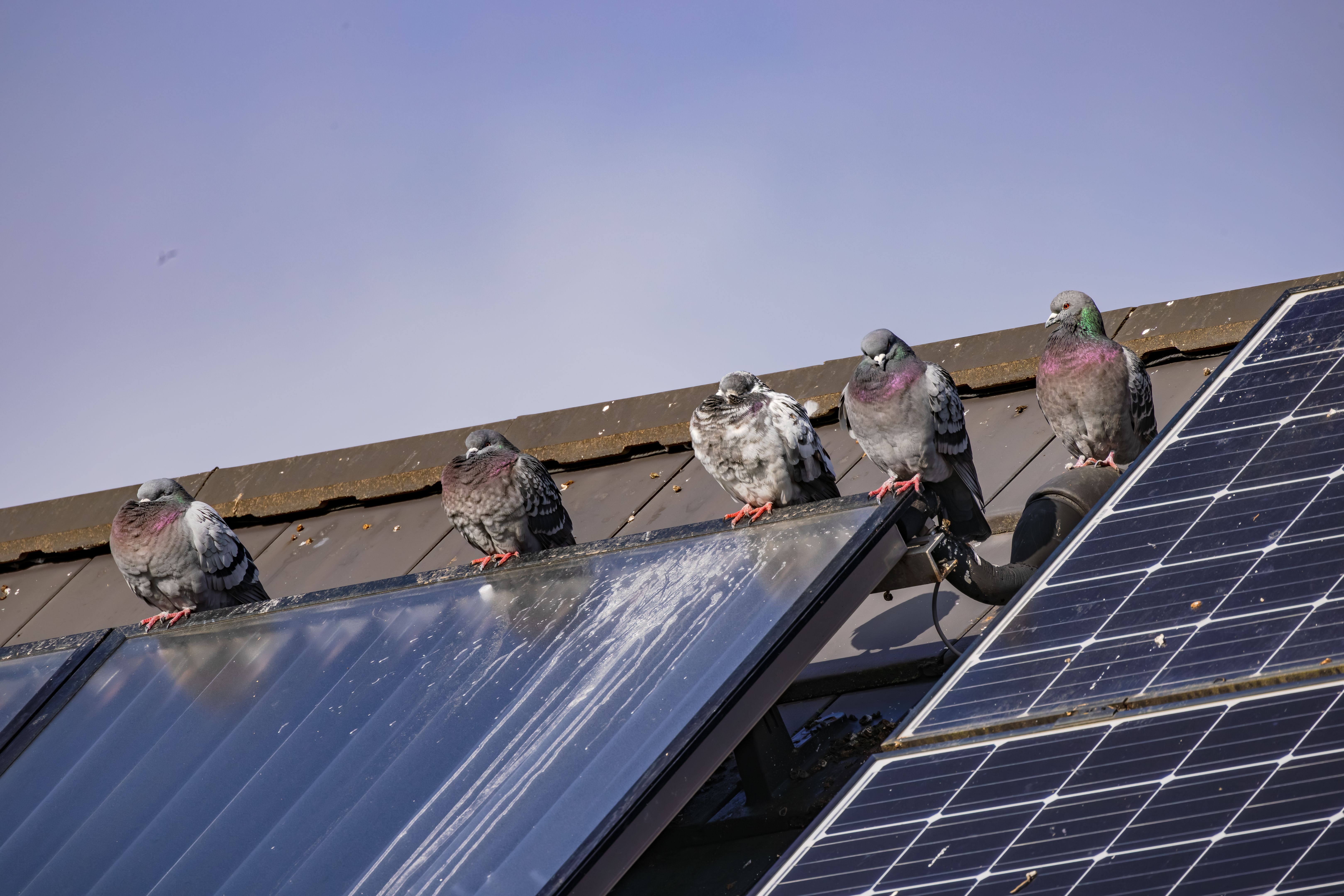 solar panels birds