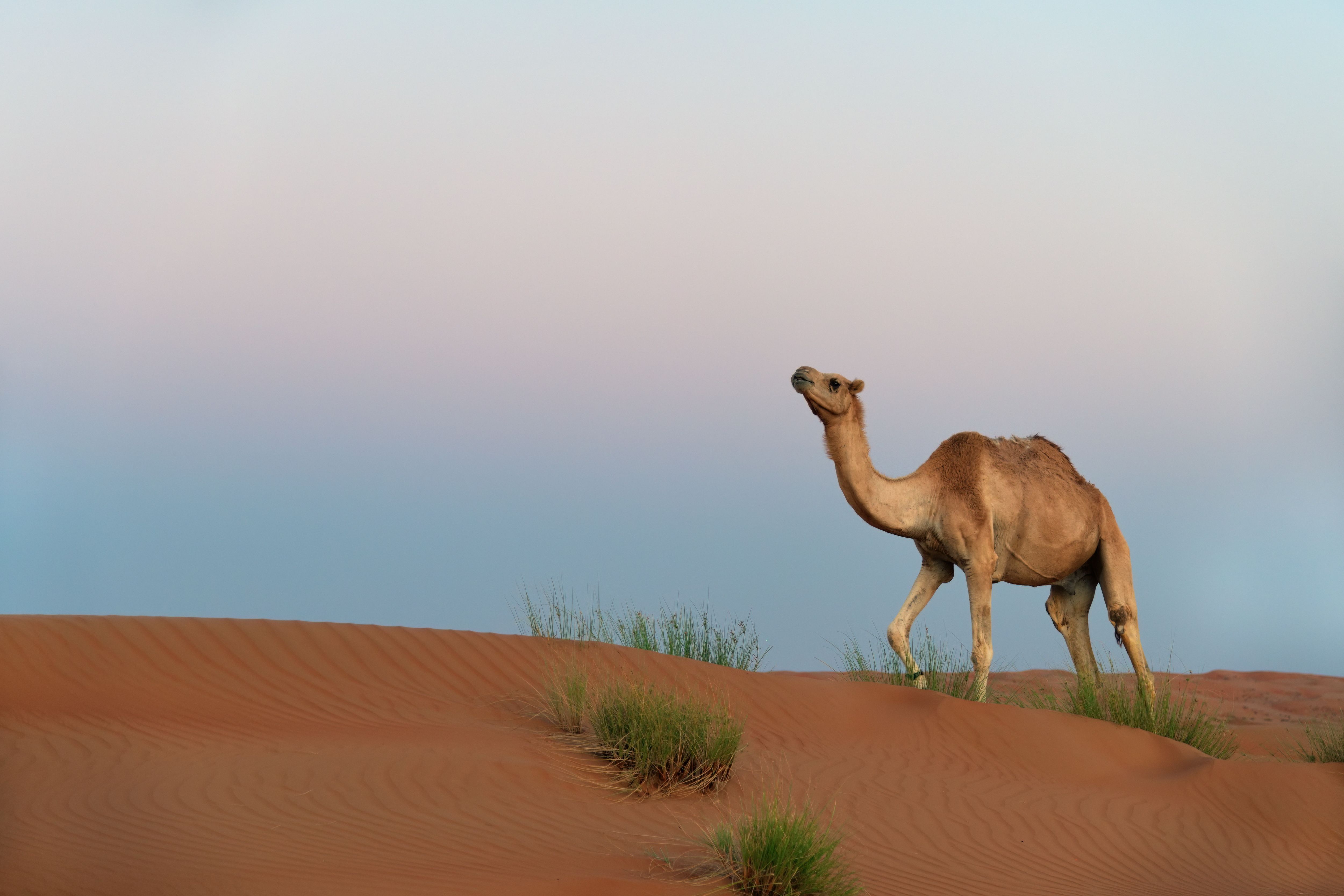 empty quarter desert