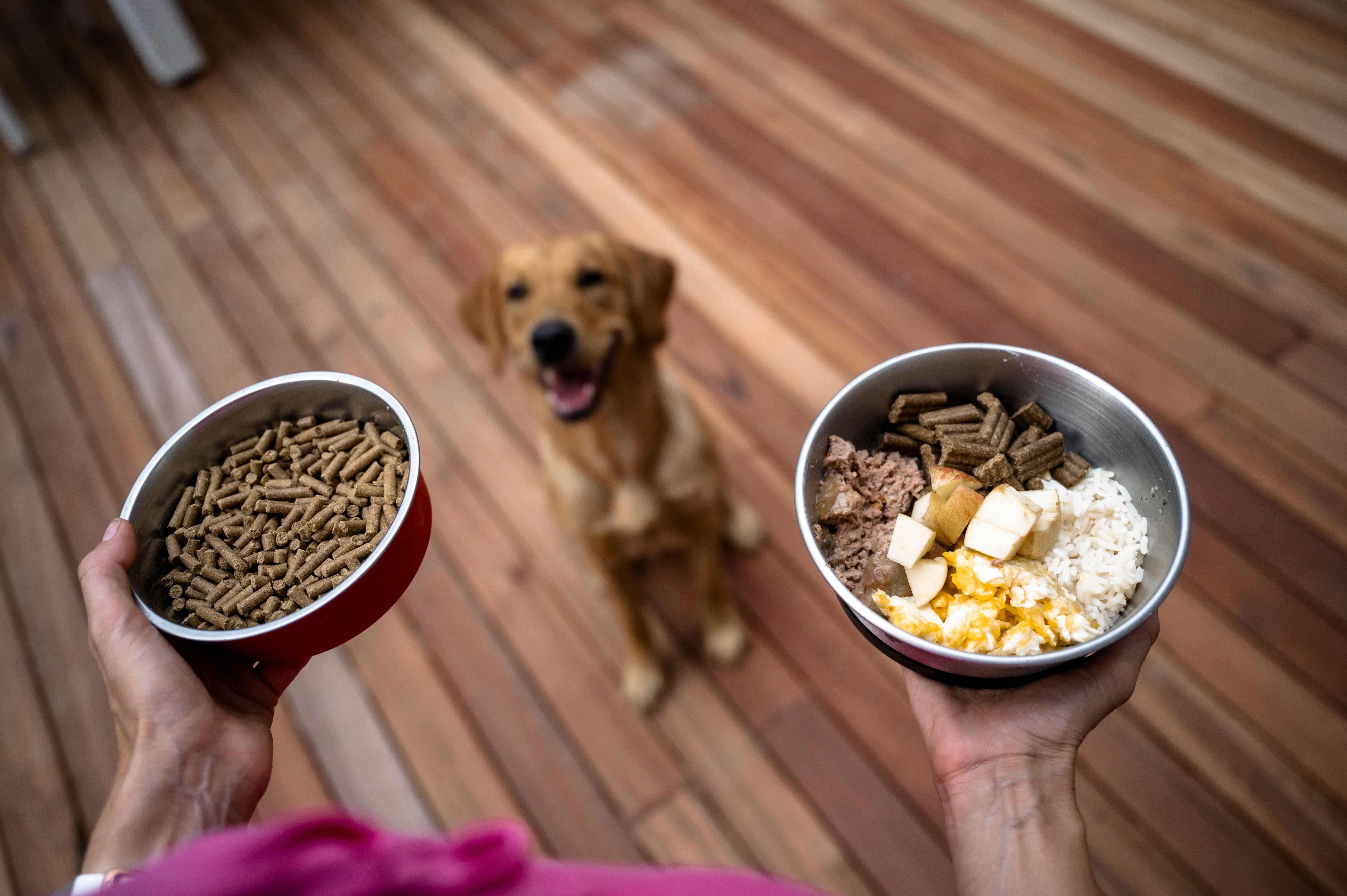 pet care decisions