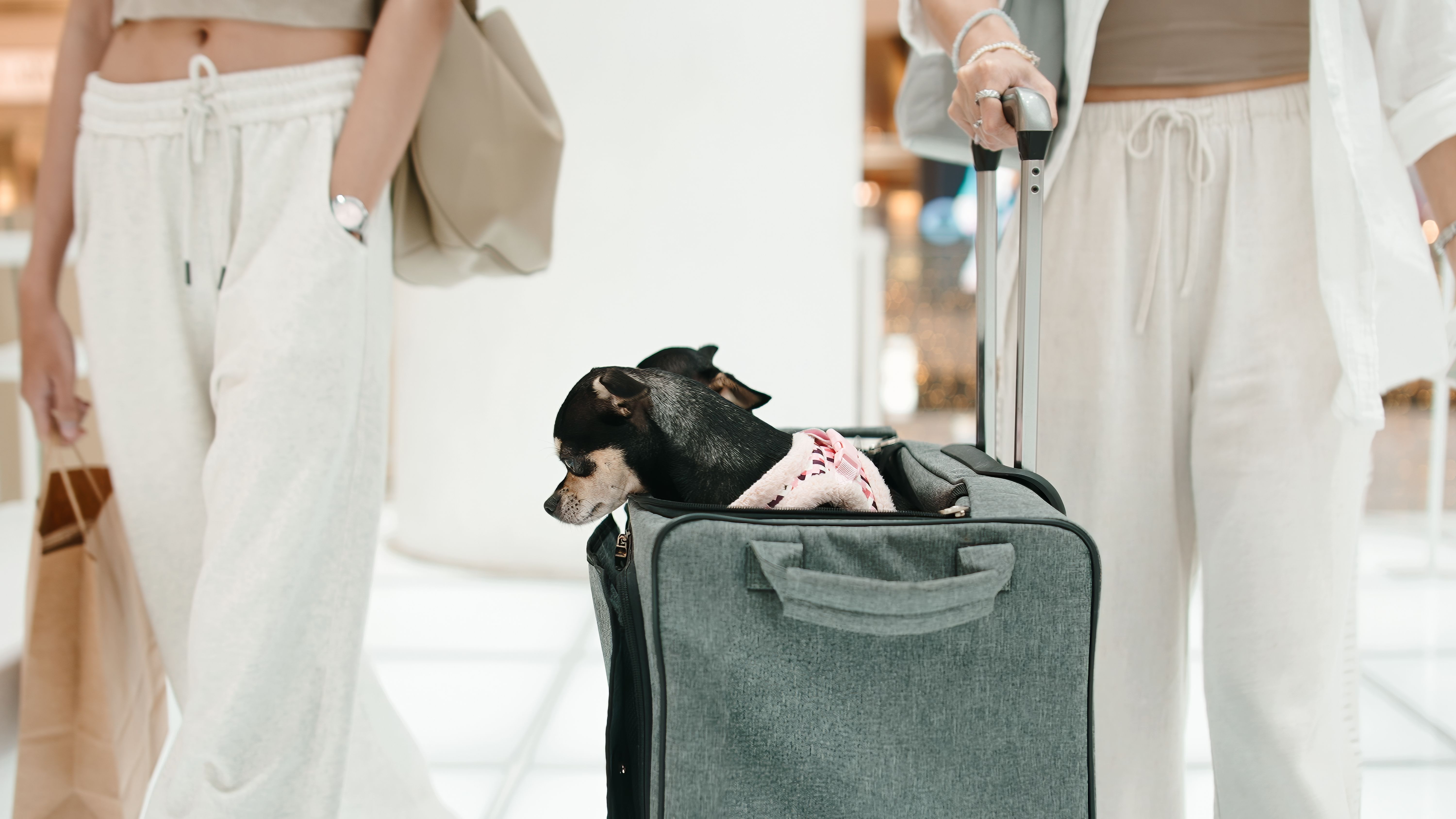 pet travel comfort