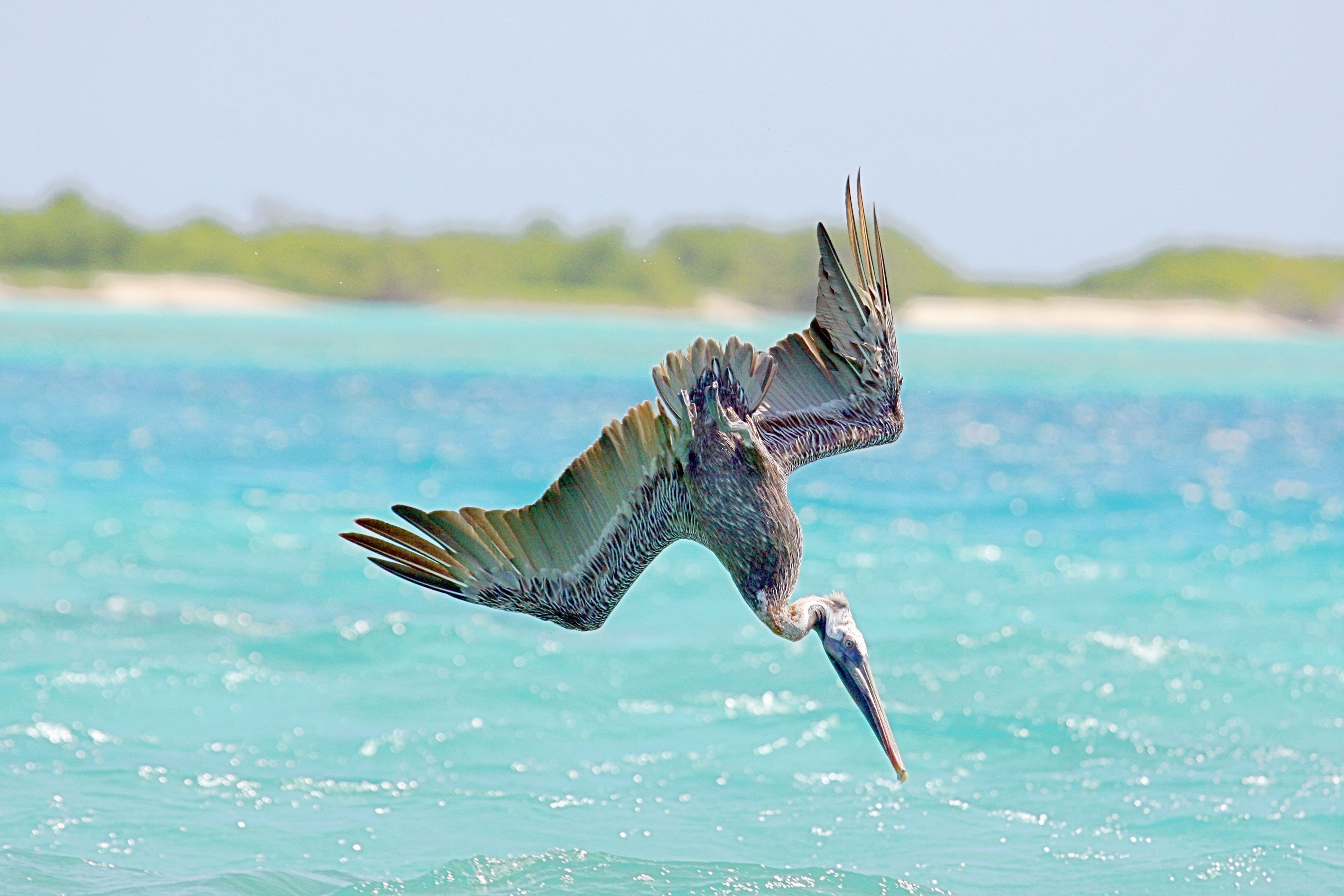 Close-Up Of Pelican Diving Into Sea