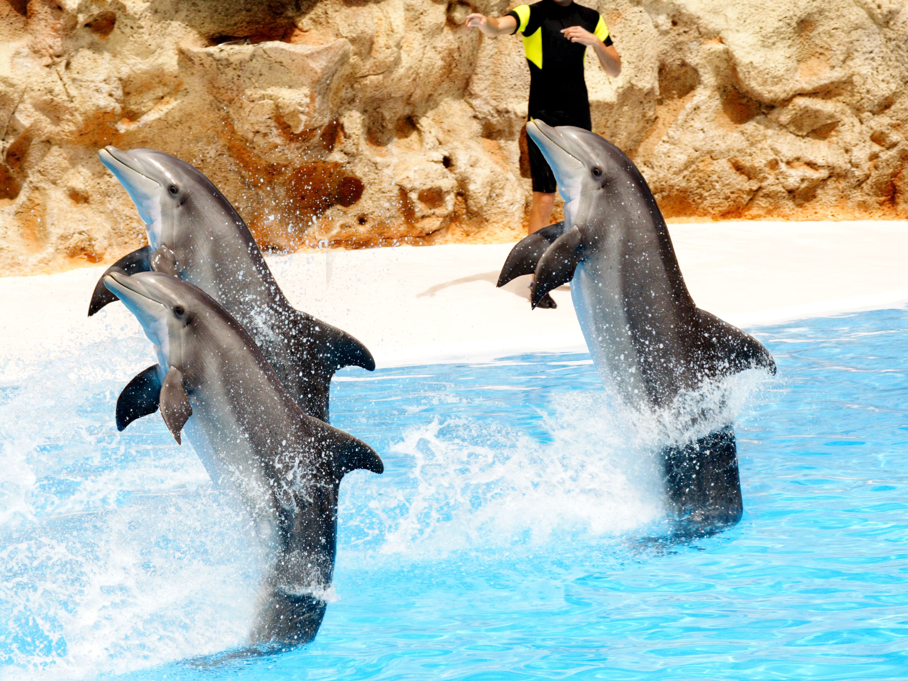 dolphin show