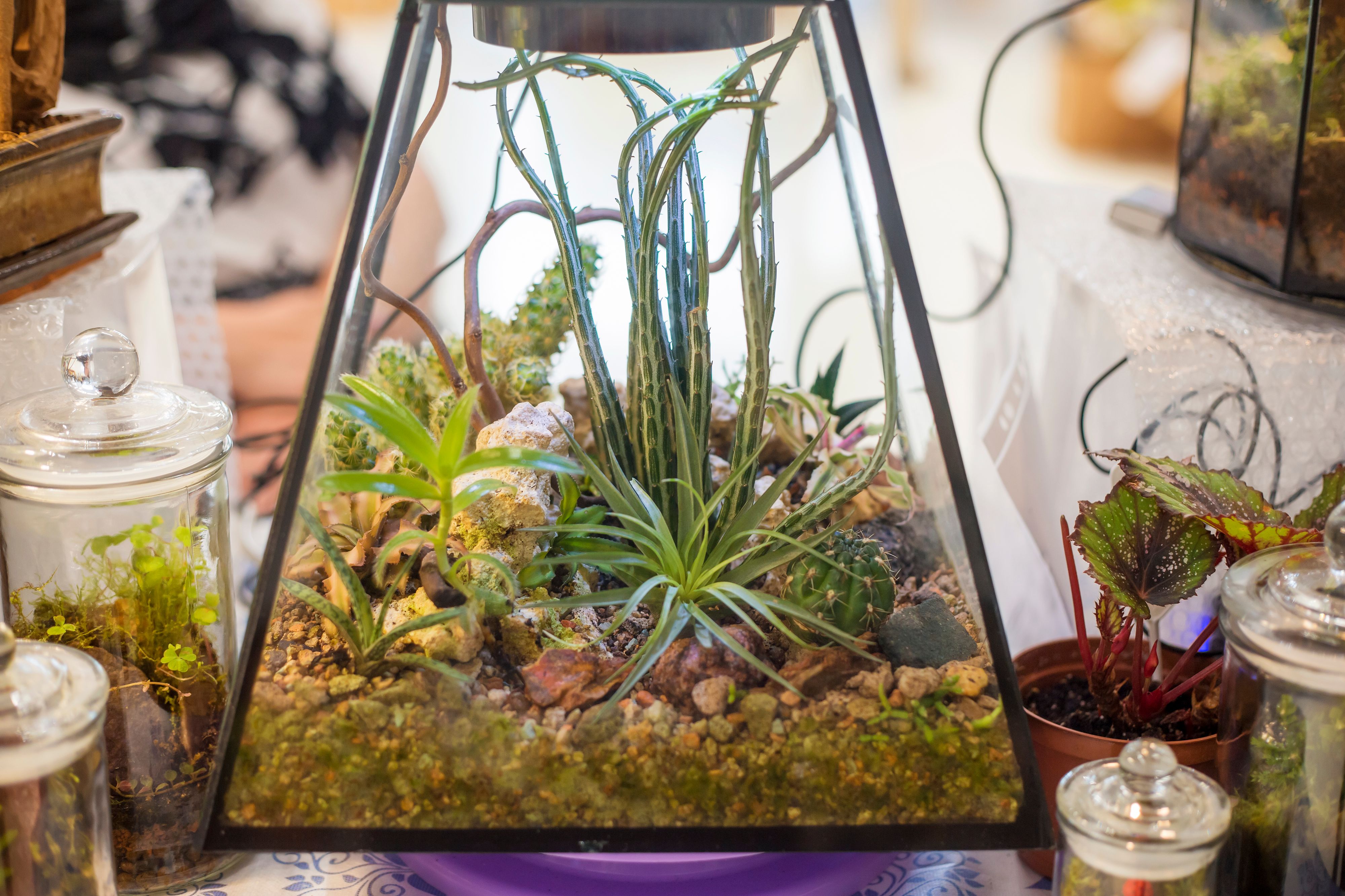 Decorative floristic composition of a variety of succulents in a Glass terrarium florarium, the idea of ââdecorating the space of an apartment or cafe. soft selective focus.